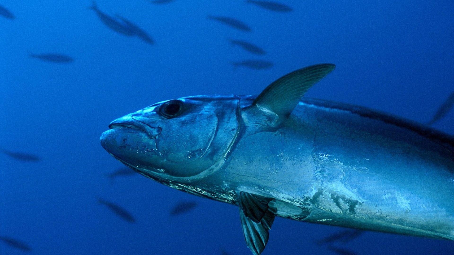 マグロ, 水中, 海魚, 壁紙