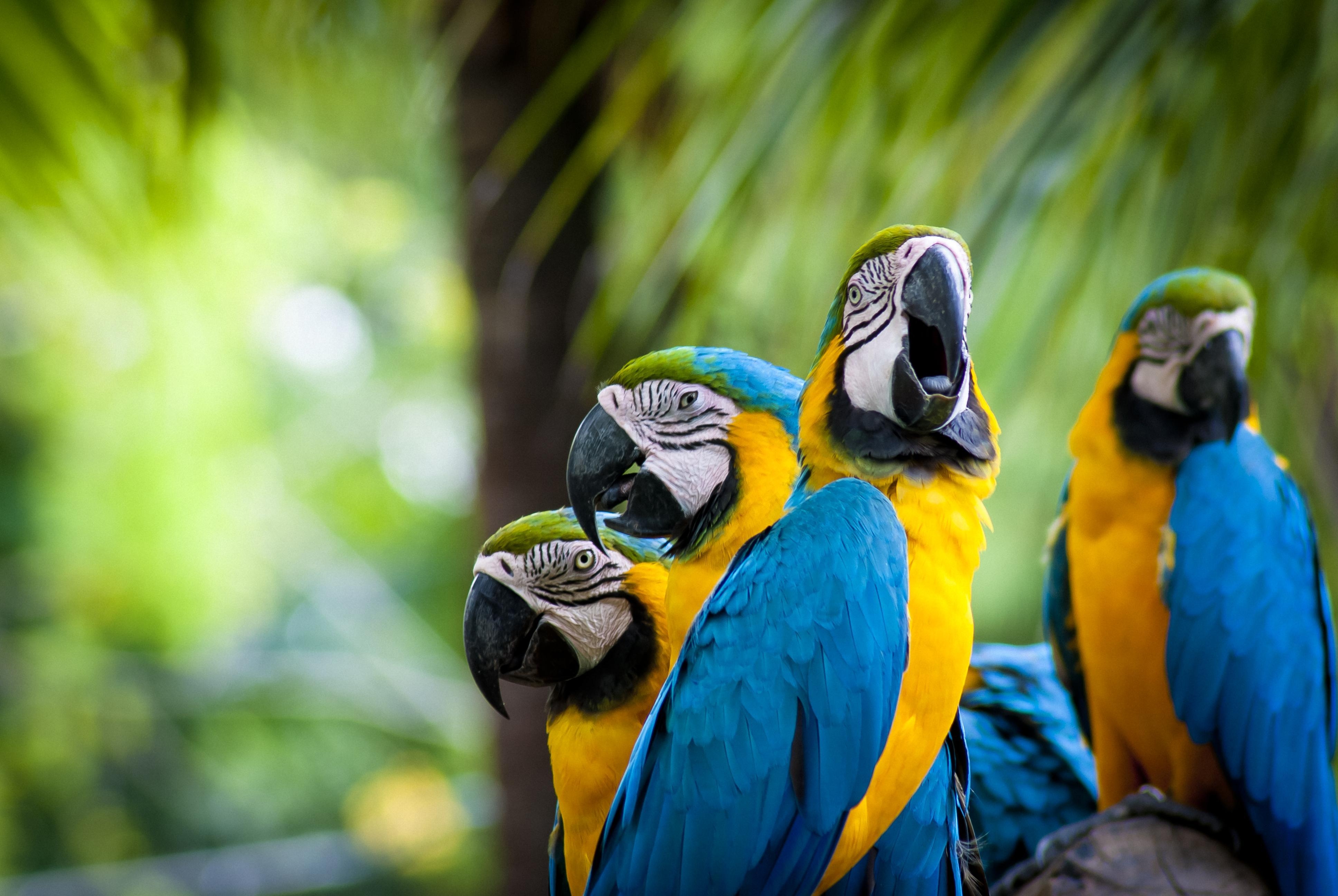 青と黄のコンゴウインコ, 高画質壁紙, 鳥, 色彩