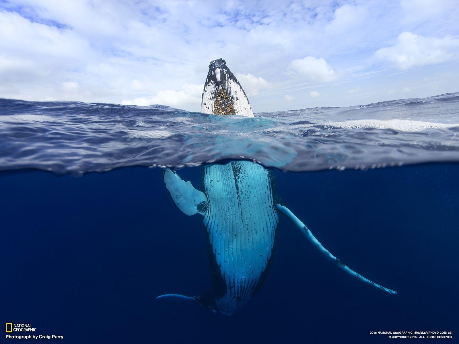 トンガ, ザトウクジラ, トンガ探検, 海洋生物