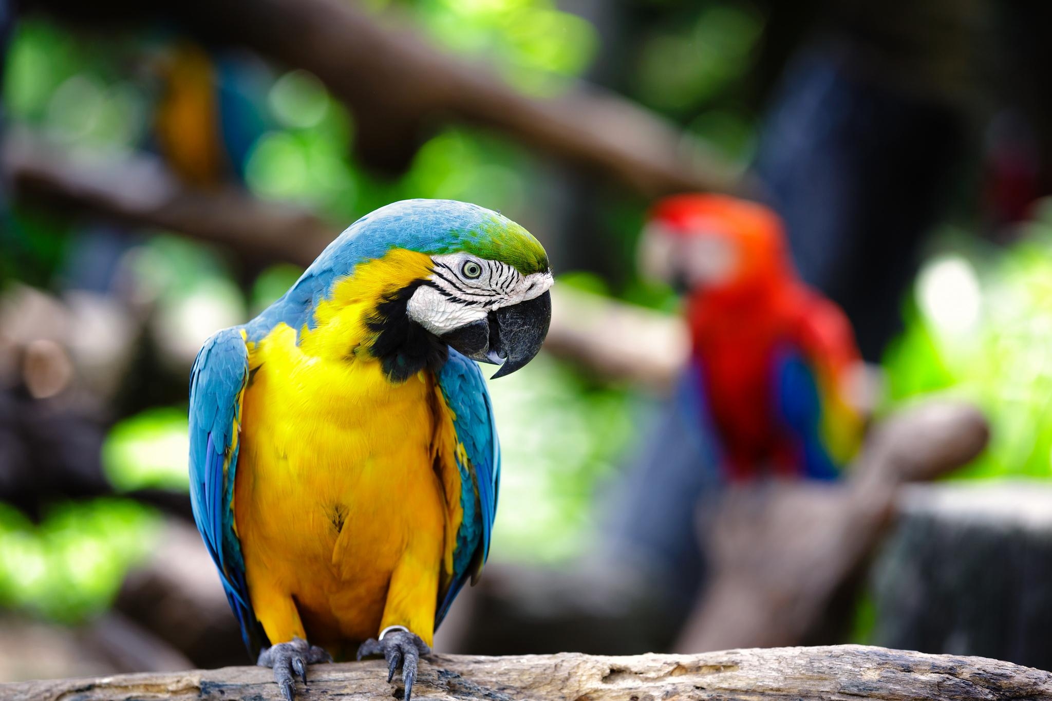 青と黄のコンゴウインコ, 壁紙, 背景画像, 鮮やか