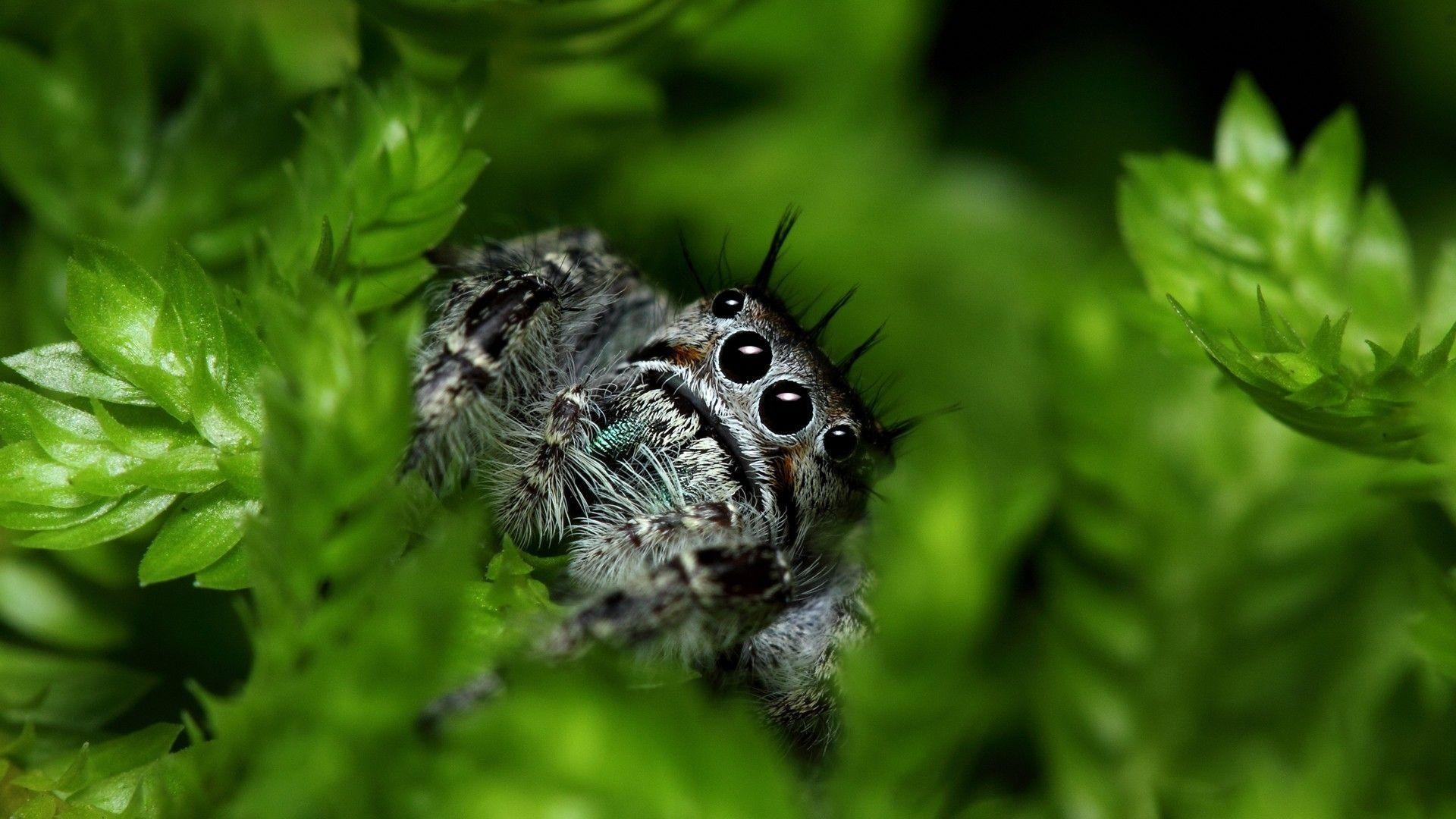 スパイダー, 壁紙, 動物, 背景