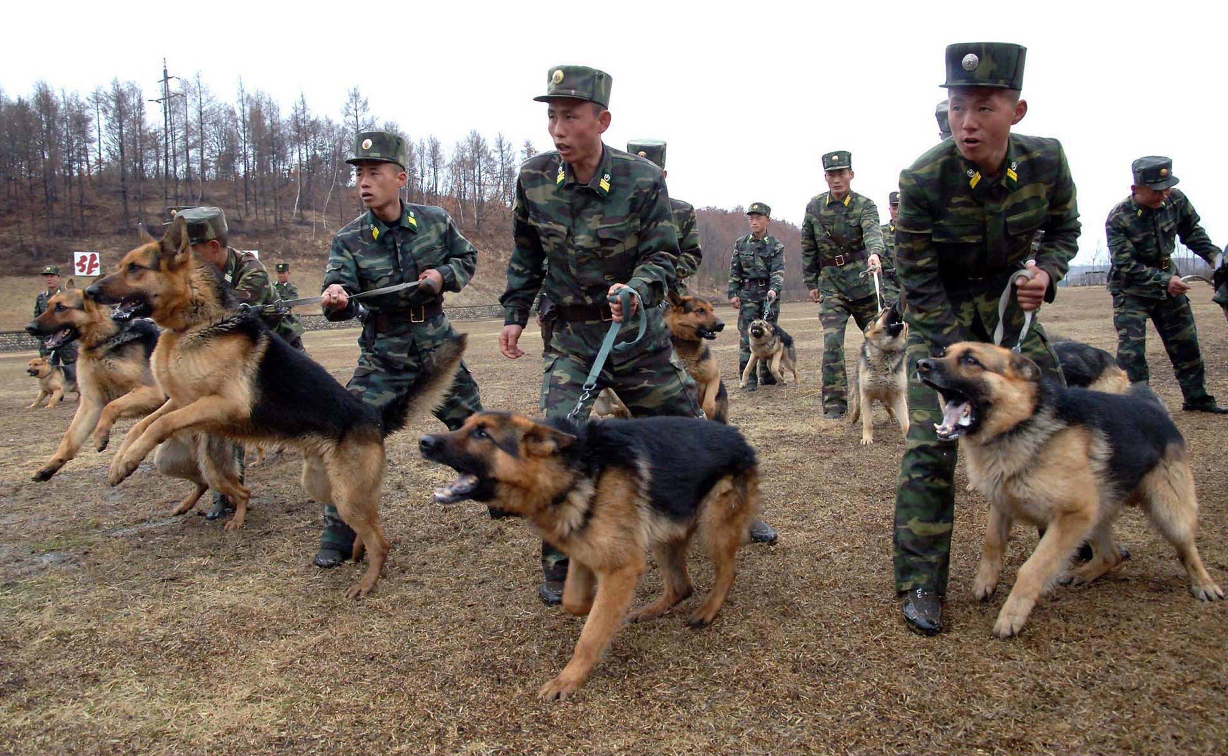 北朝鮮兵士, 軍隊犬, 軍事壁紙, 軍隊