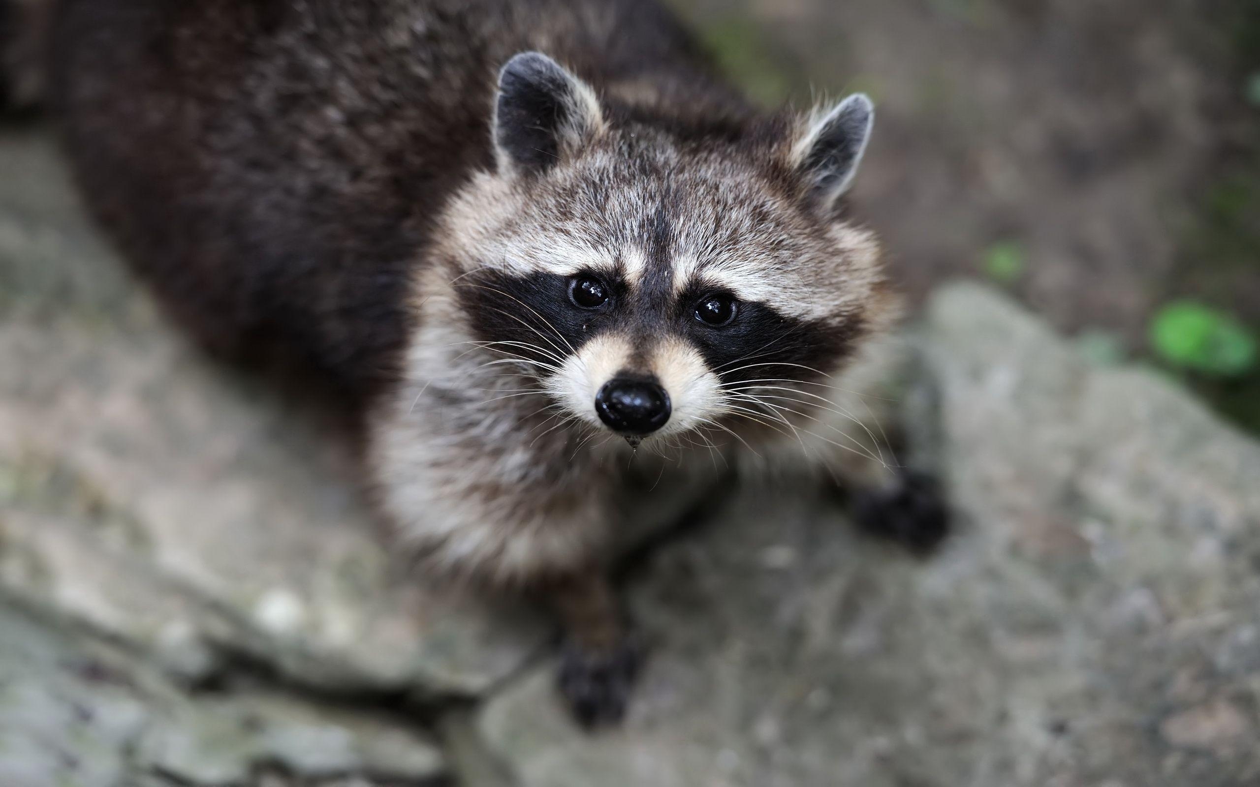 アライグマ, HD壁紙, 背景画像, 動物