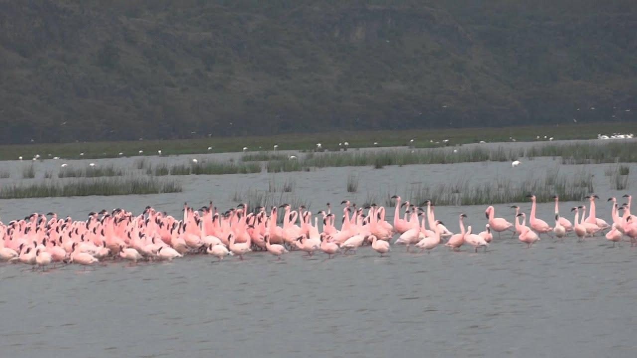 フラミンゴの踊り, ナクル湖, ケニア, バードウォッチング