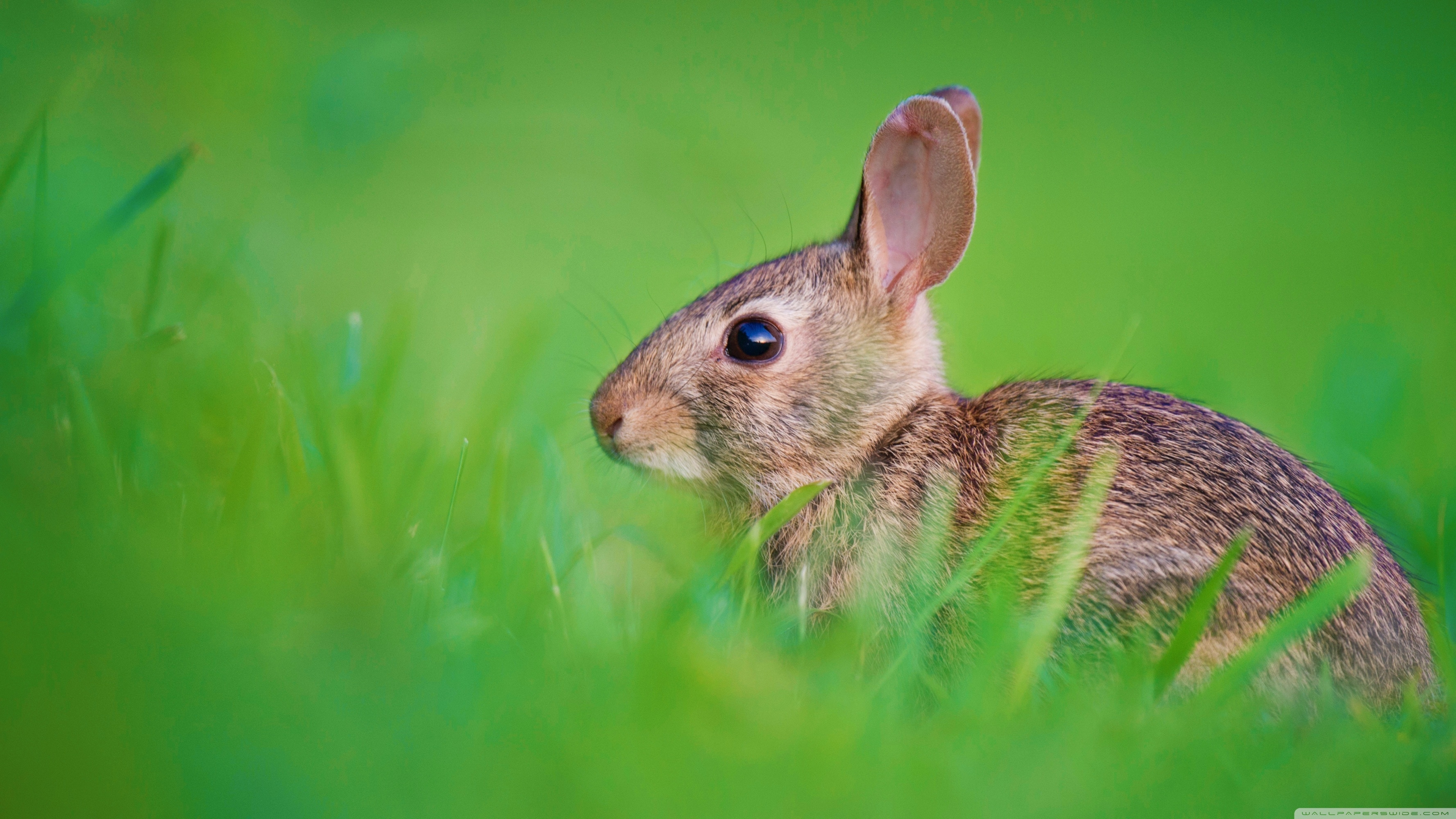 ウサギ、赤ちゃん野ウサギ、超HDデスクトップ背景、4K UHD