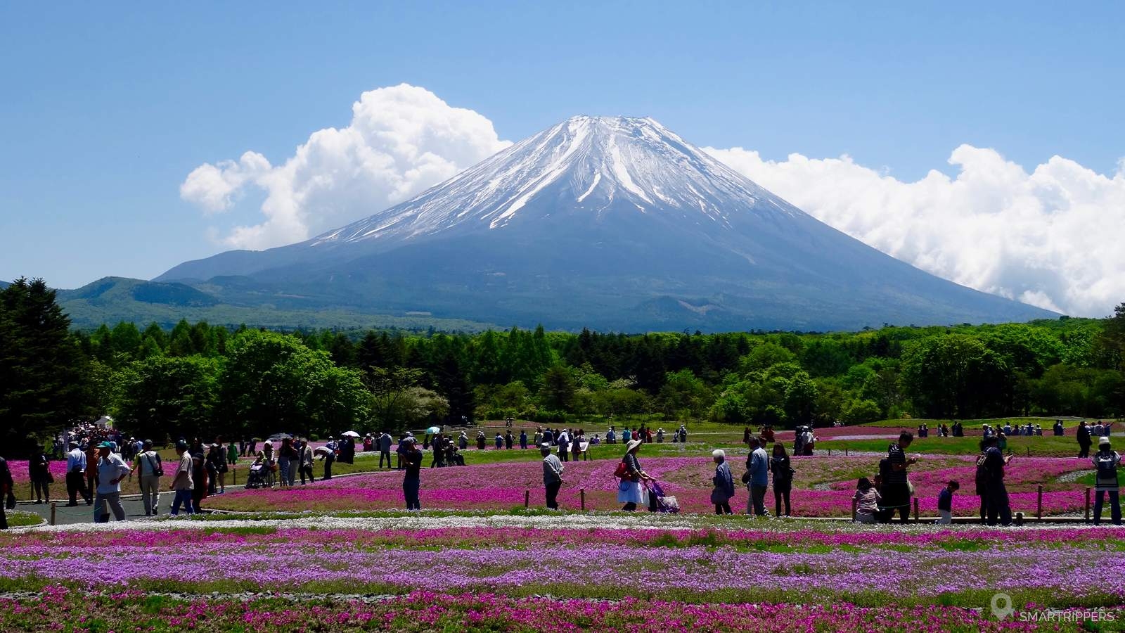 富士芝桜まつり, 花の足元, フェスティバル, 風景