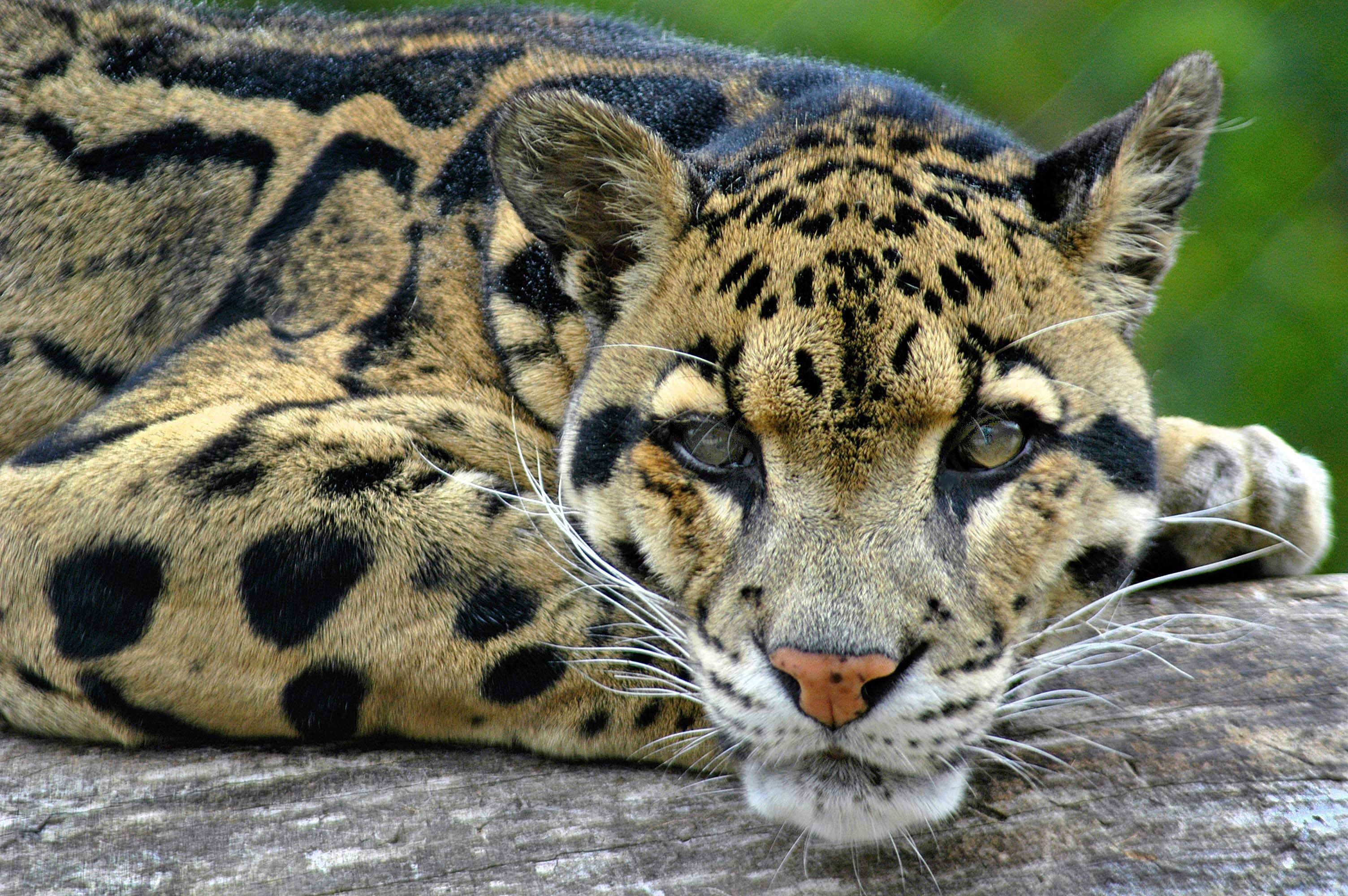 雲ヒョウ, 壁紙, 動物, 美しい画像