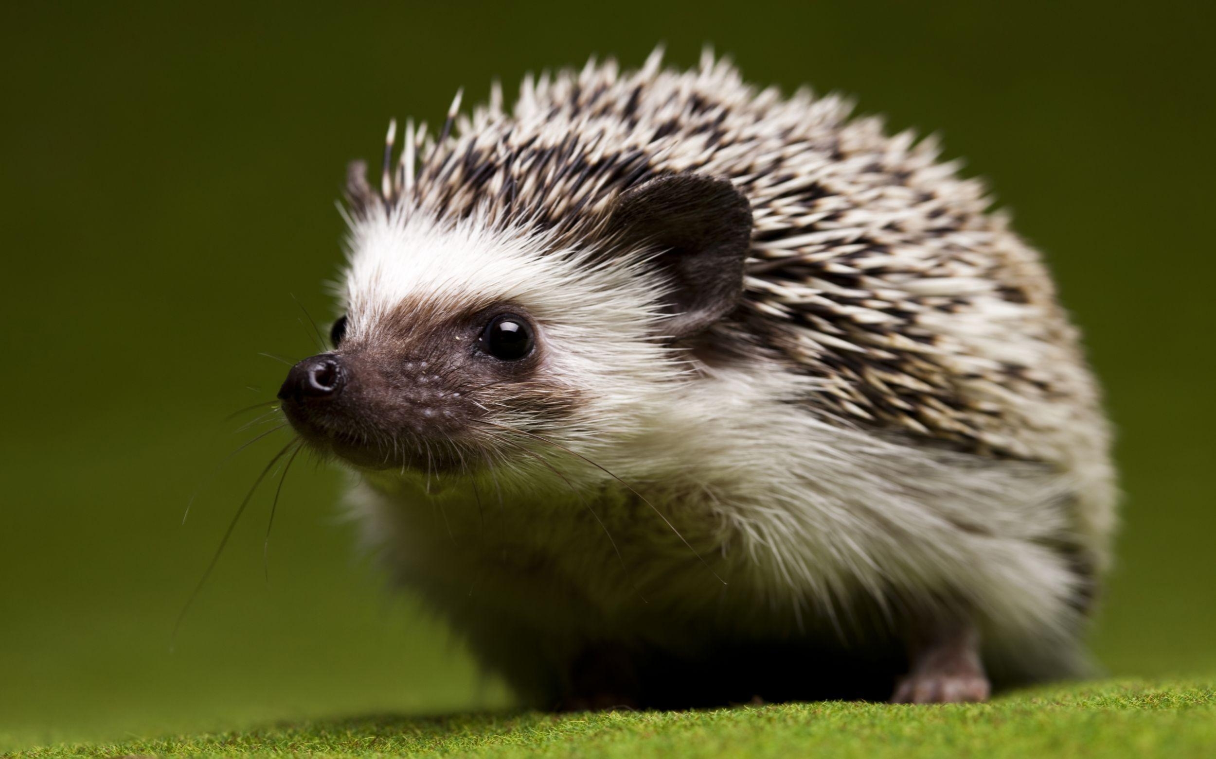 今日のハリネズミ、可愛い動物、デイリー画像