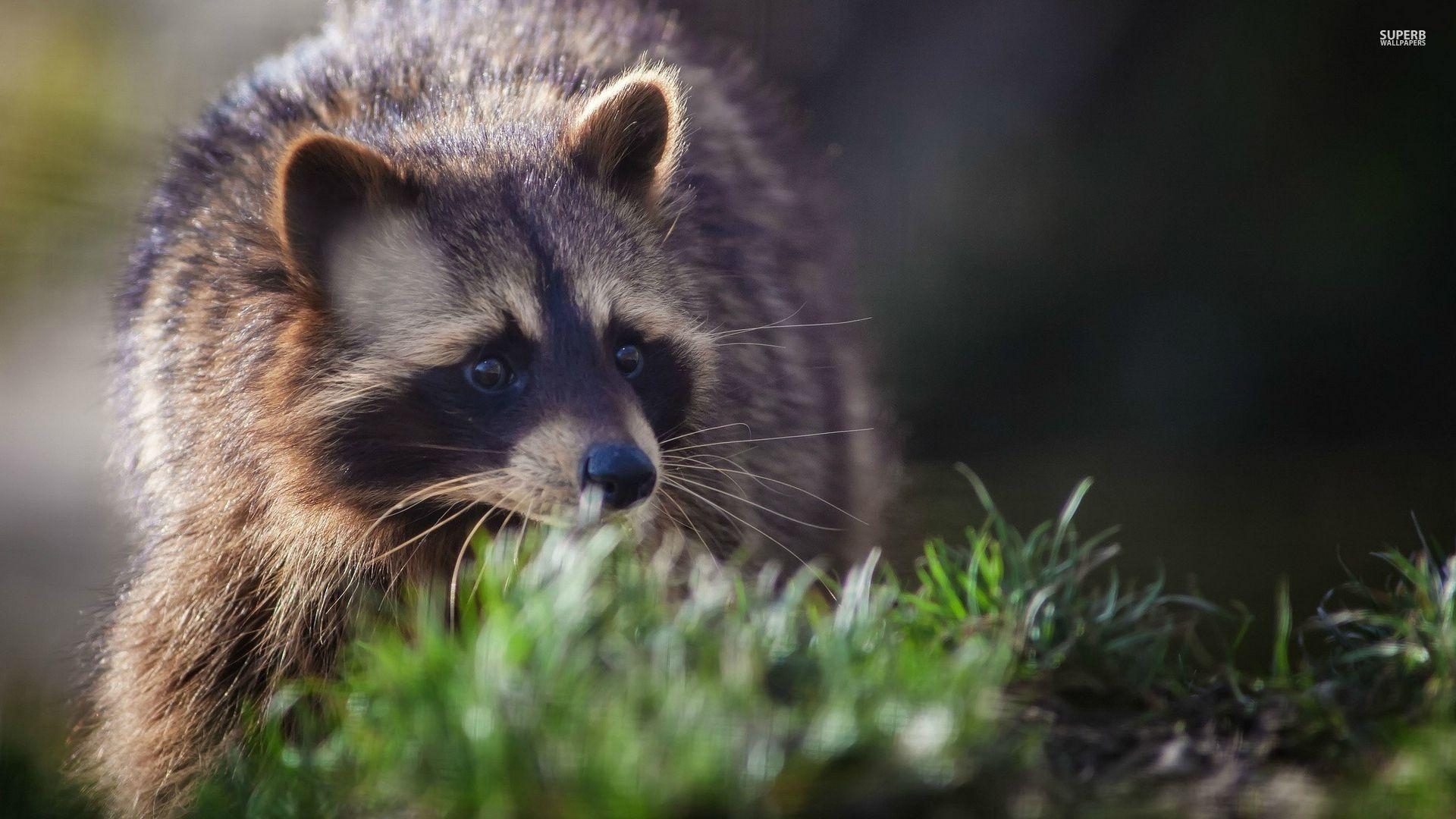 HDアライグマ壁紙, Ololoshenka, デスクトップ, 動物