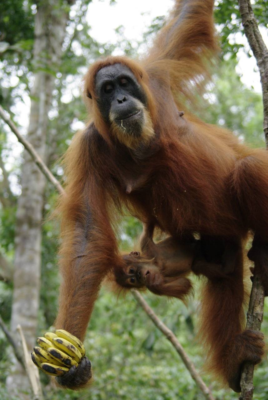 オランウータン, 壁紙, 動物, 霊長類