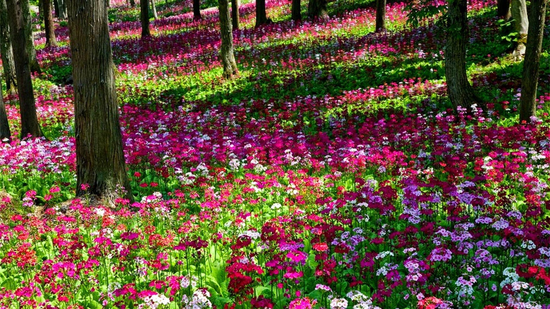 アラバマ州旅行, 壁紙, 州の花, 誇り