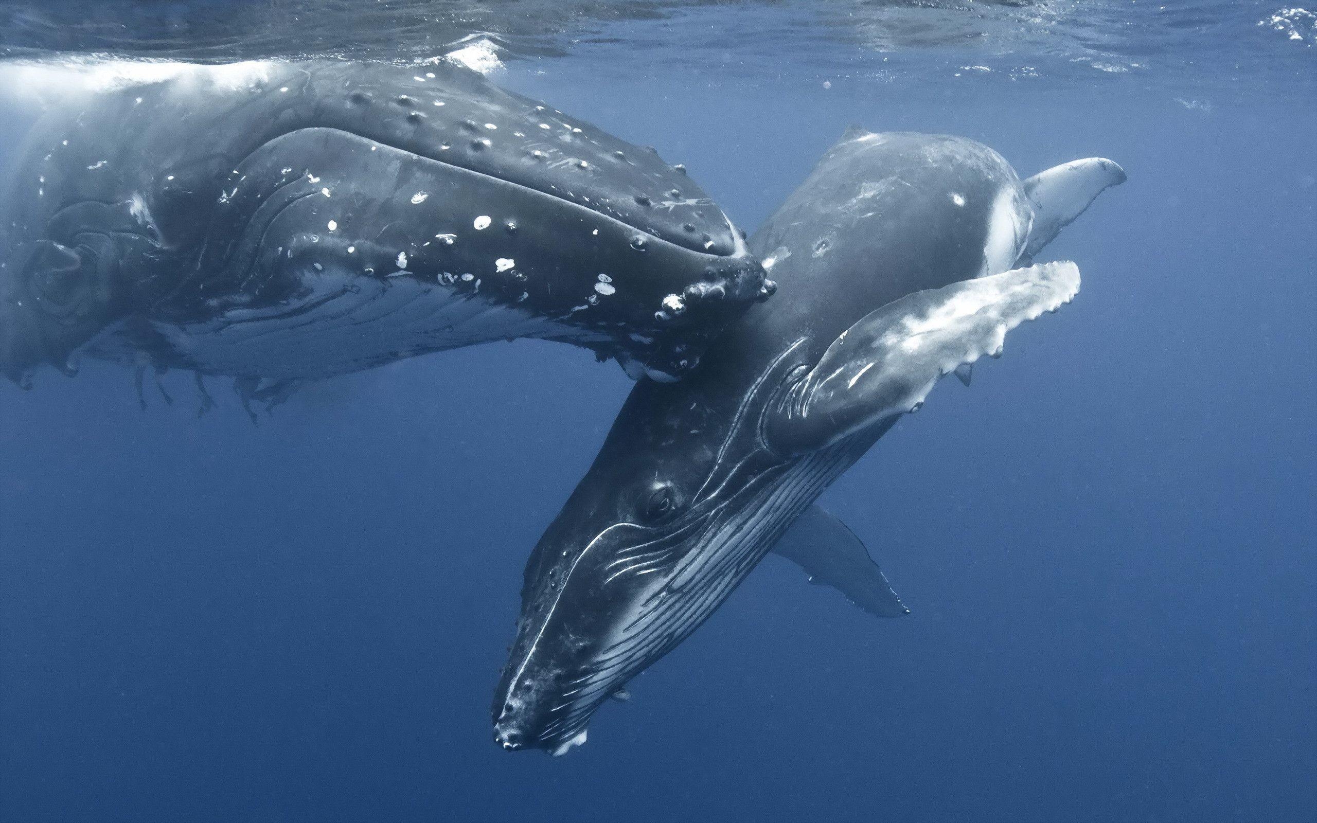 ザトウクジラ, 母と赤ちゃん, HD壁紙, 背景