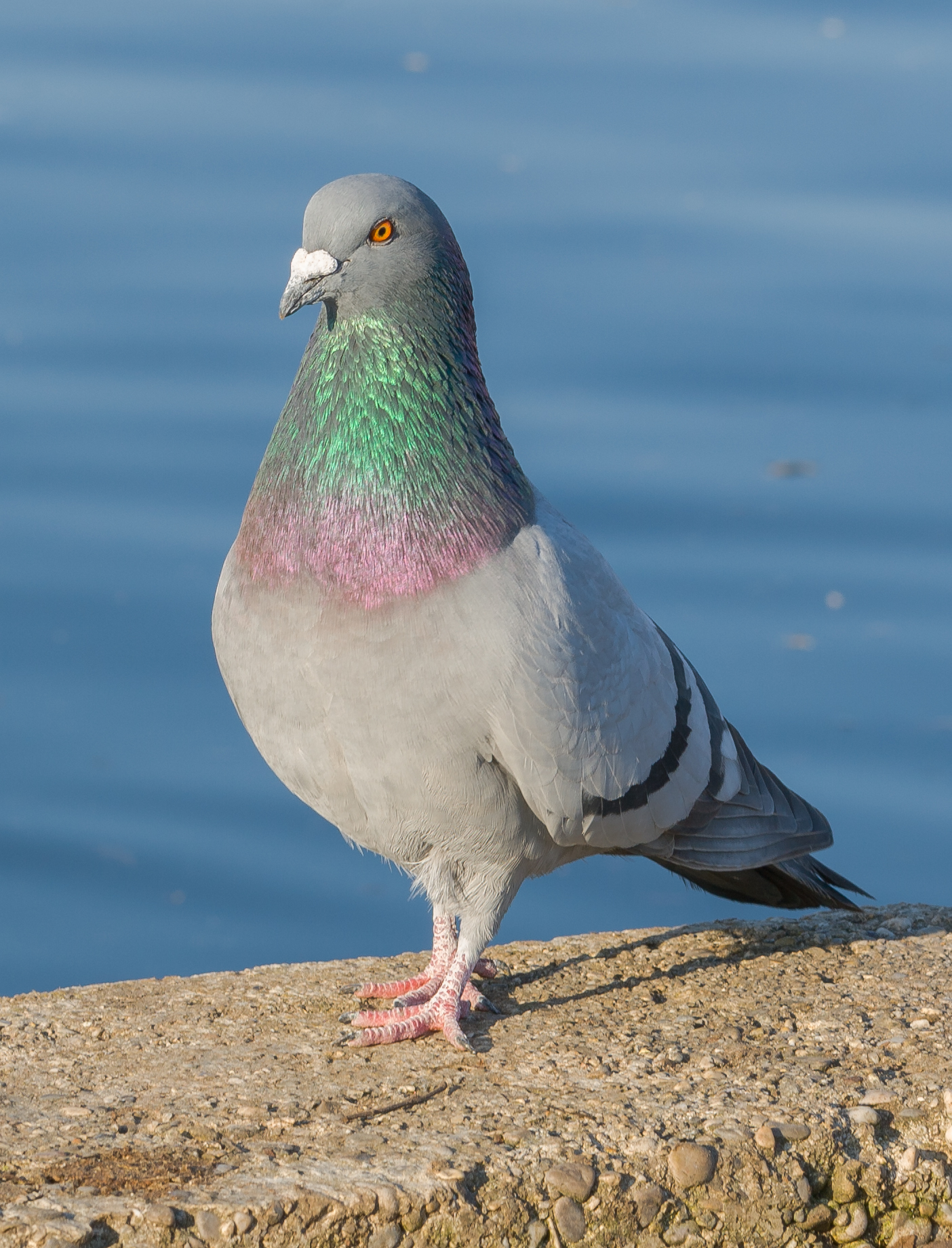 ハト, ロックダブ, 鳩の写真, 無料ダウンロード