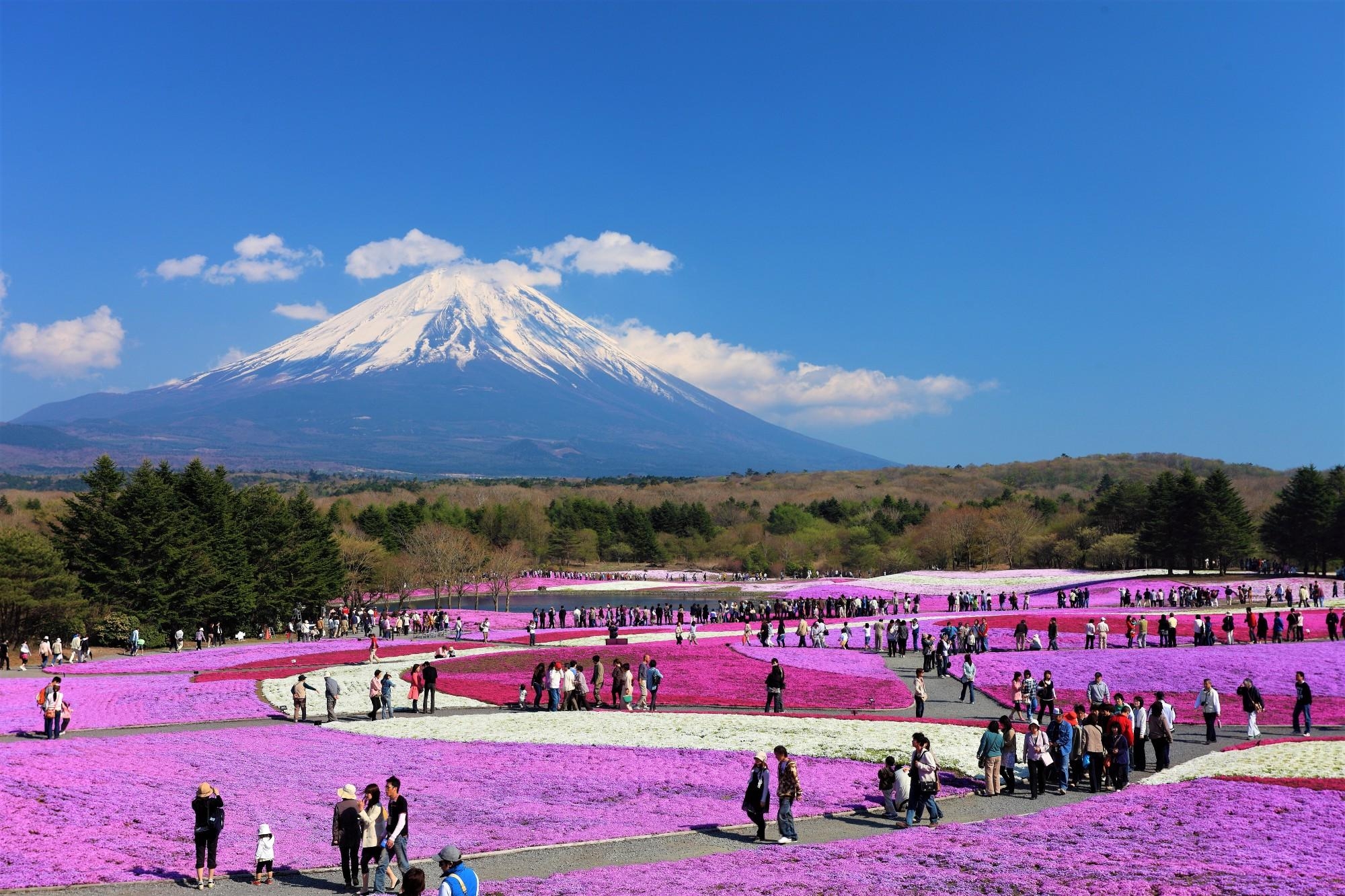 富士芝桜まつり, ピンクモス, 花の基, 風光明媚