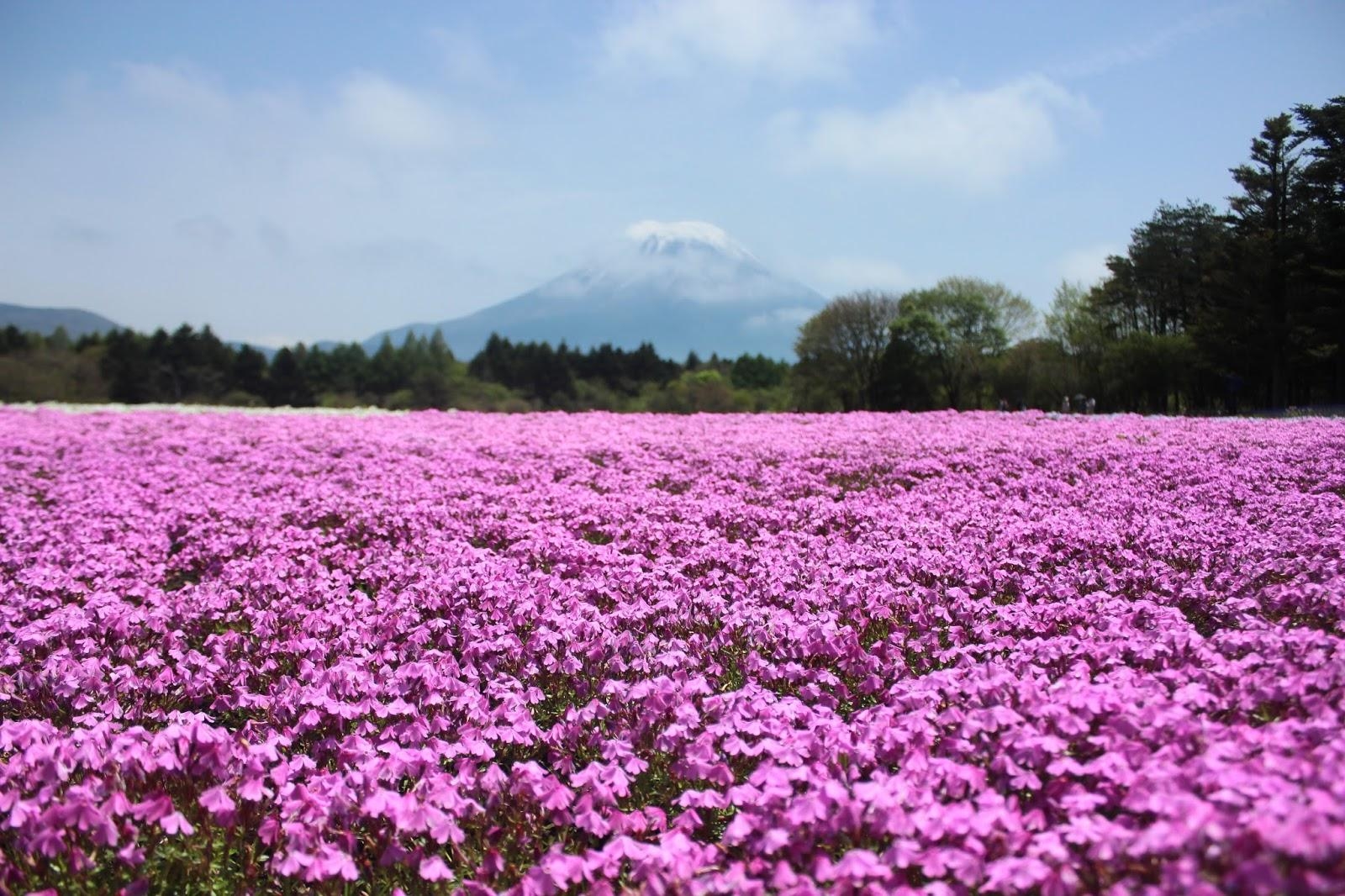 朝の希望、富士芝桜まつり、絵はがき、山梨