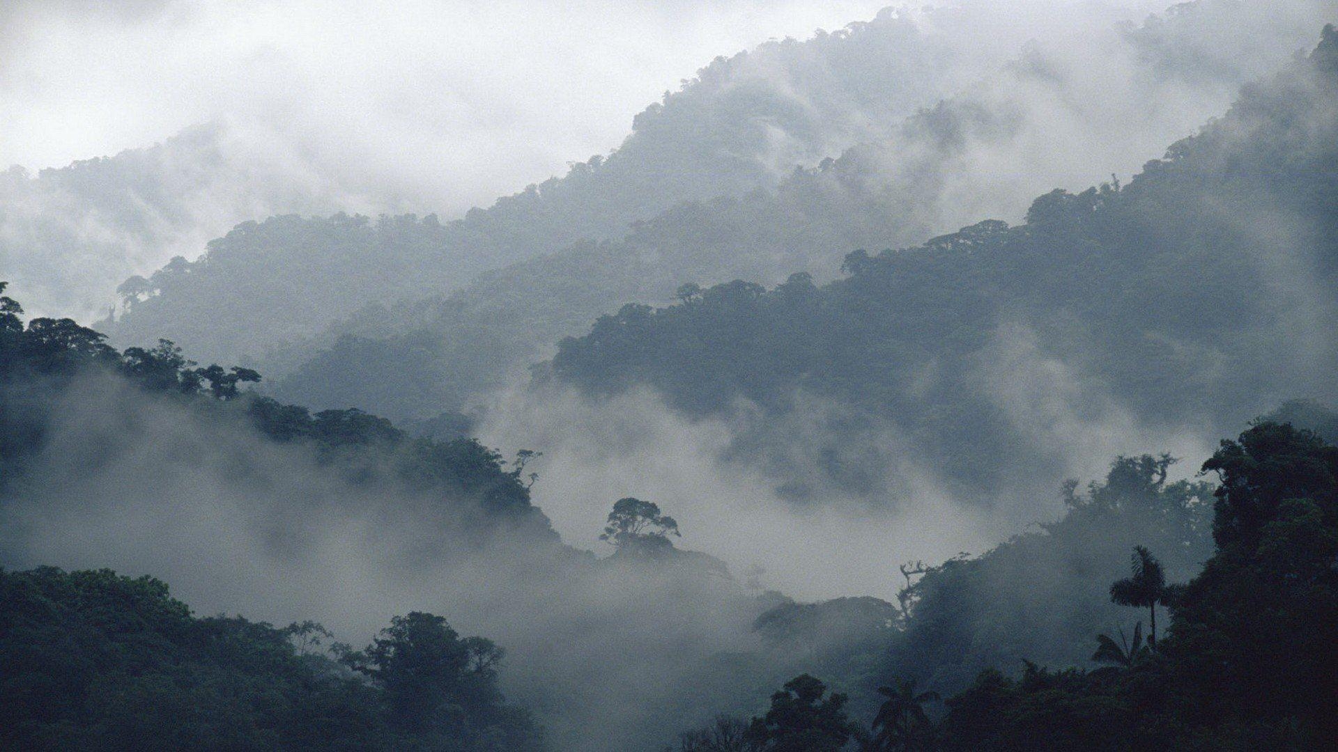 雲霧林, コスタリカ, 壁紙, 自然