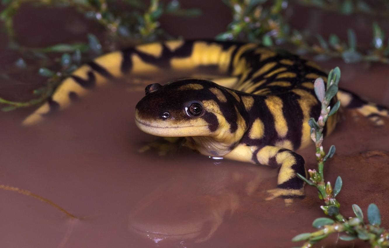 水生植物, トラ, サラマンダー, 野生動物, ファウナ