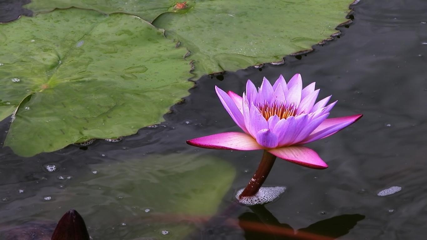 ロータスフラワー, 花の壁紙, 魅力的, 自然美