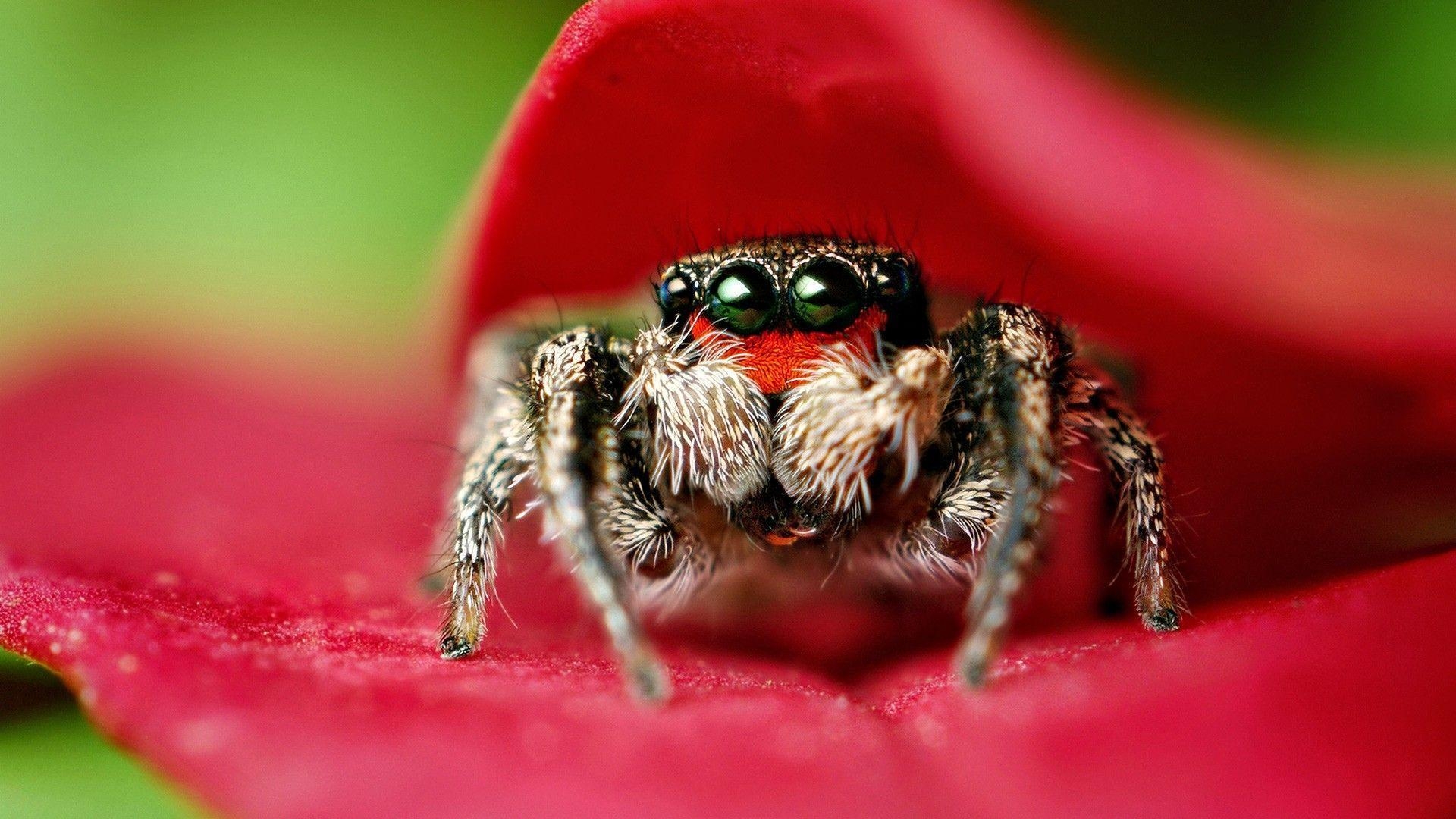 スパイダー, 壁紙, 動物, スパイダー写真