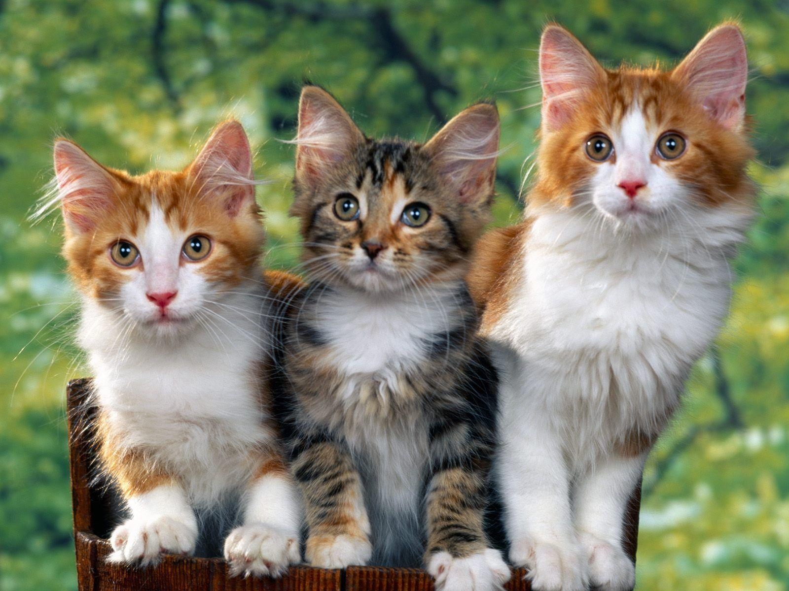 猫壁紙, 画像コレクション, ユニークな写真