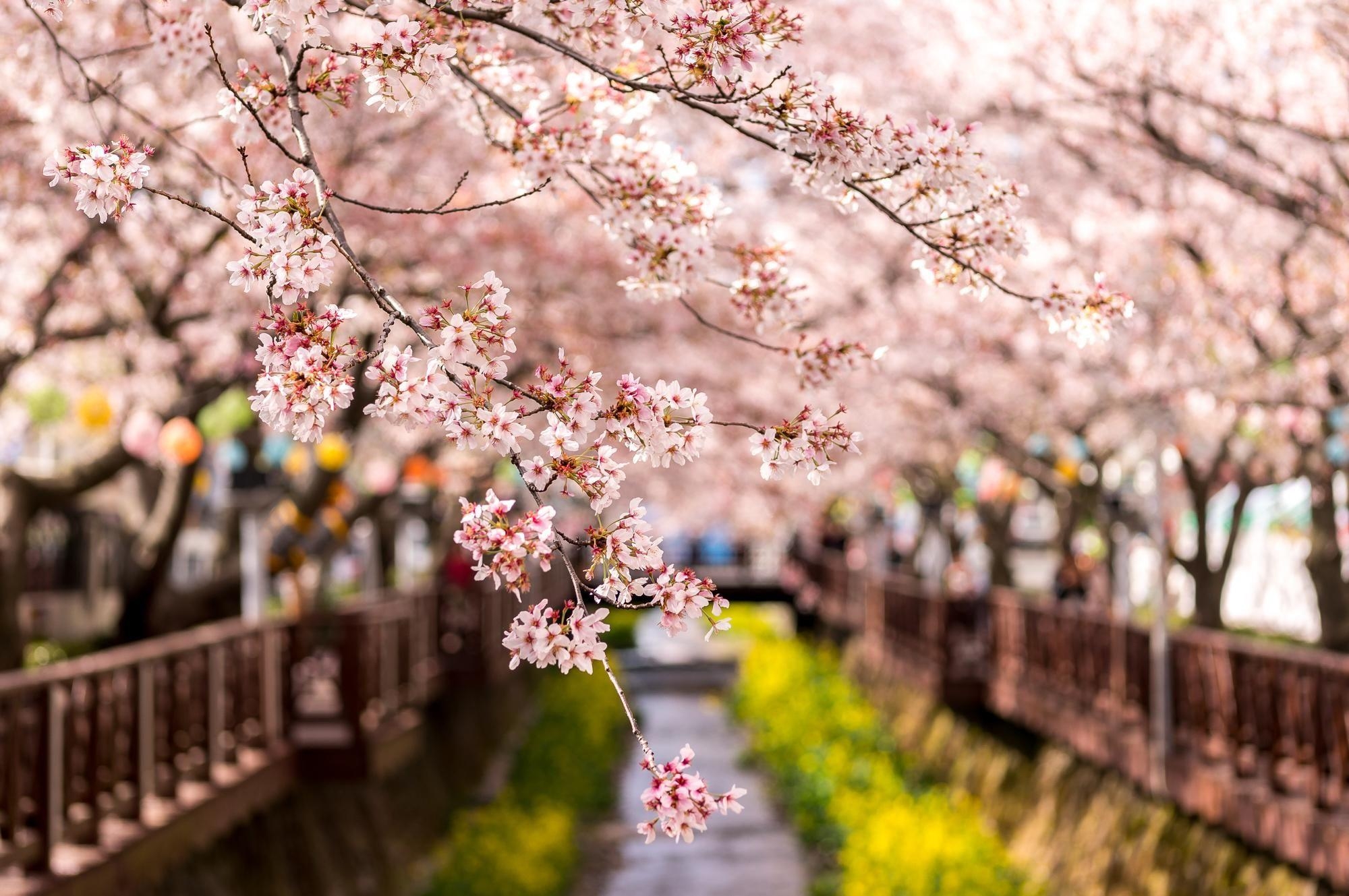 韓国, ソウル, 背景画像, 旅行