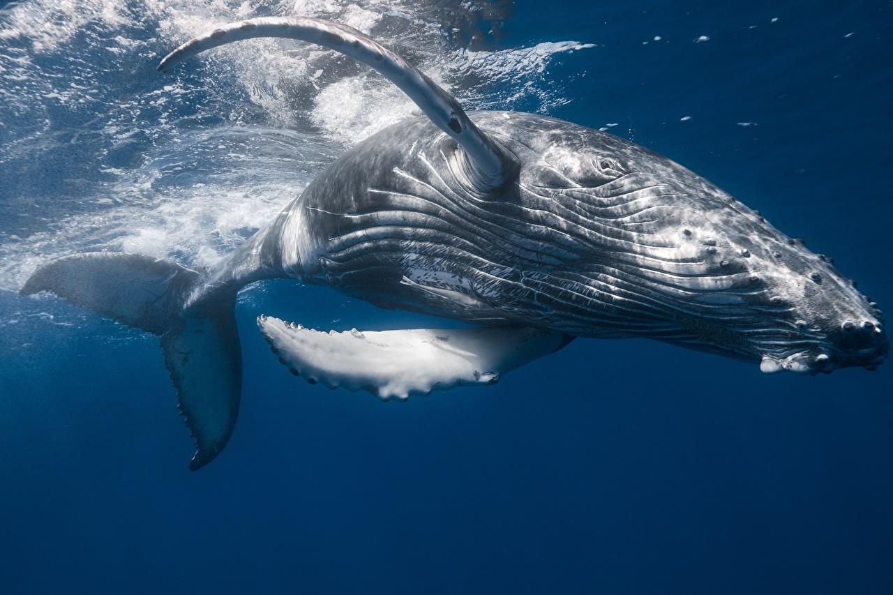 ザトウクジラ, 写真, 動物, 海洋生物