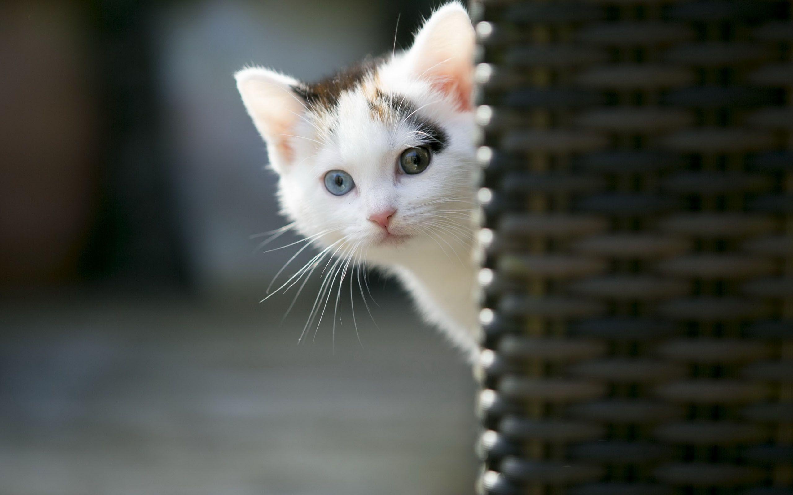 動物壁紙, 可愛い猫壁紙, HDの画像