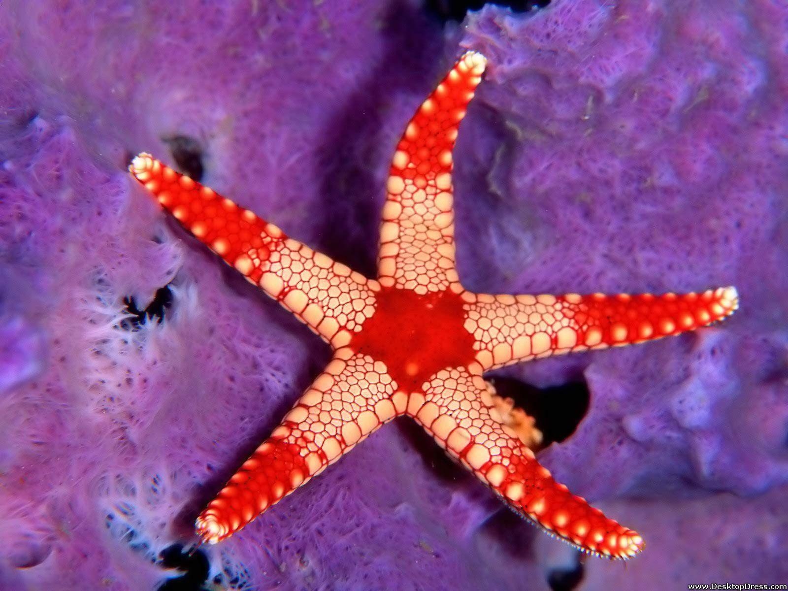 自然背景, 海の生物, ヒトデ, パラオ