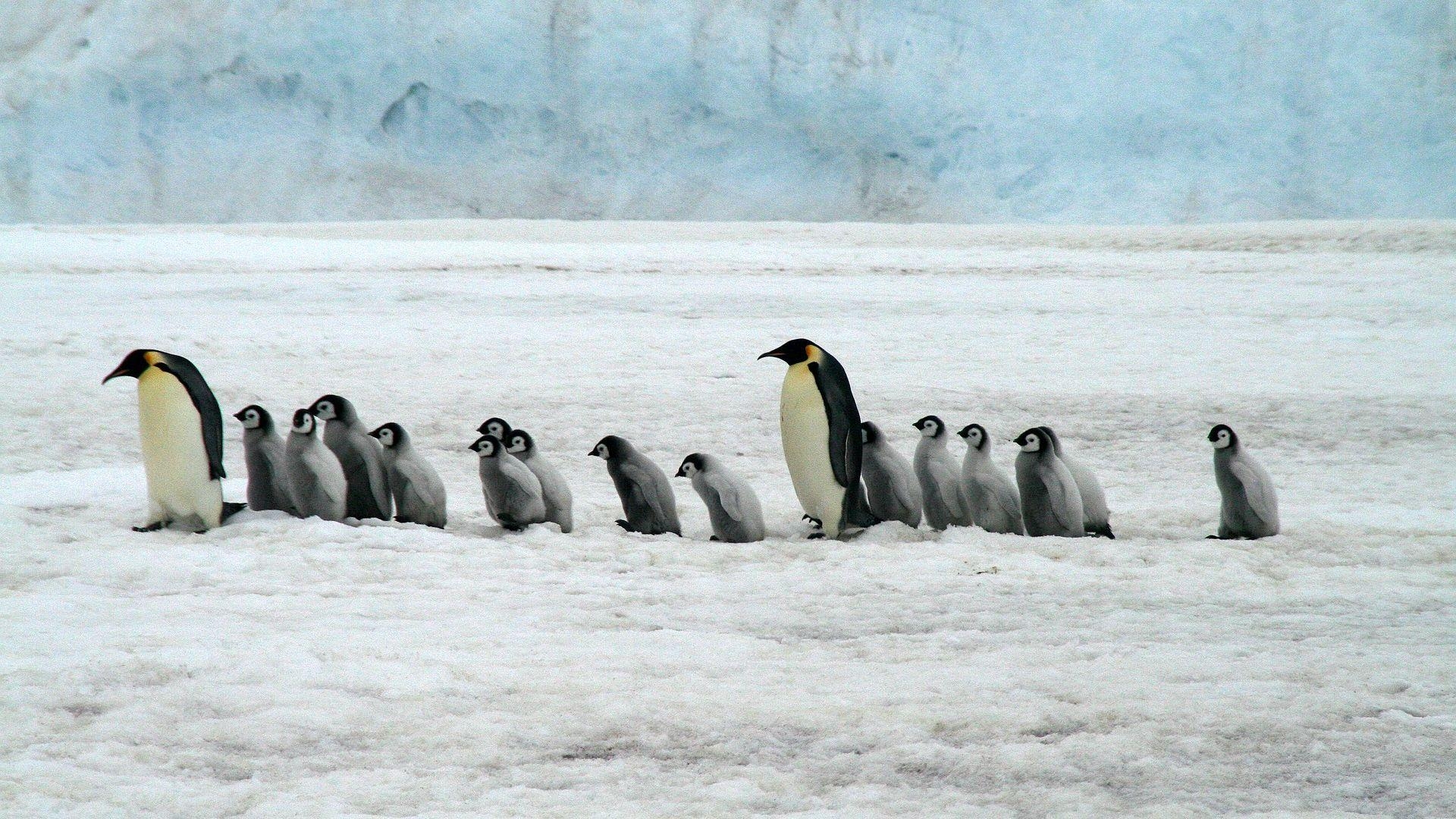 ペンギンズ, エンペラーペンギン, 南極, 自然