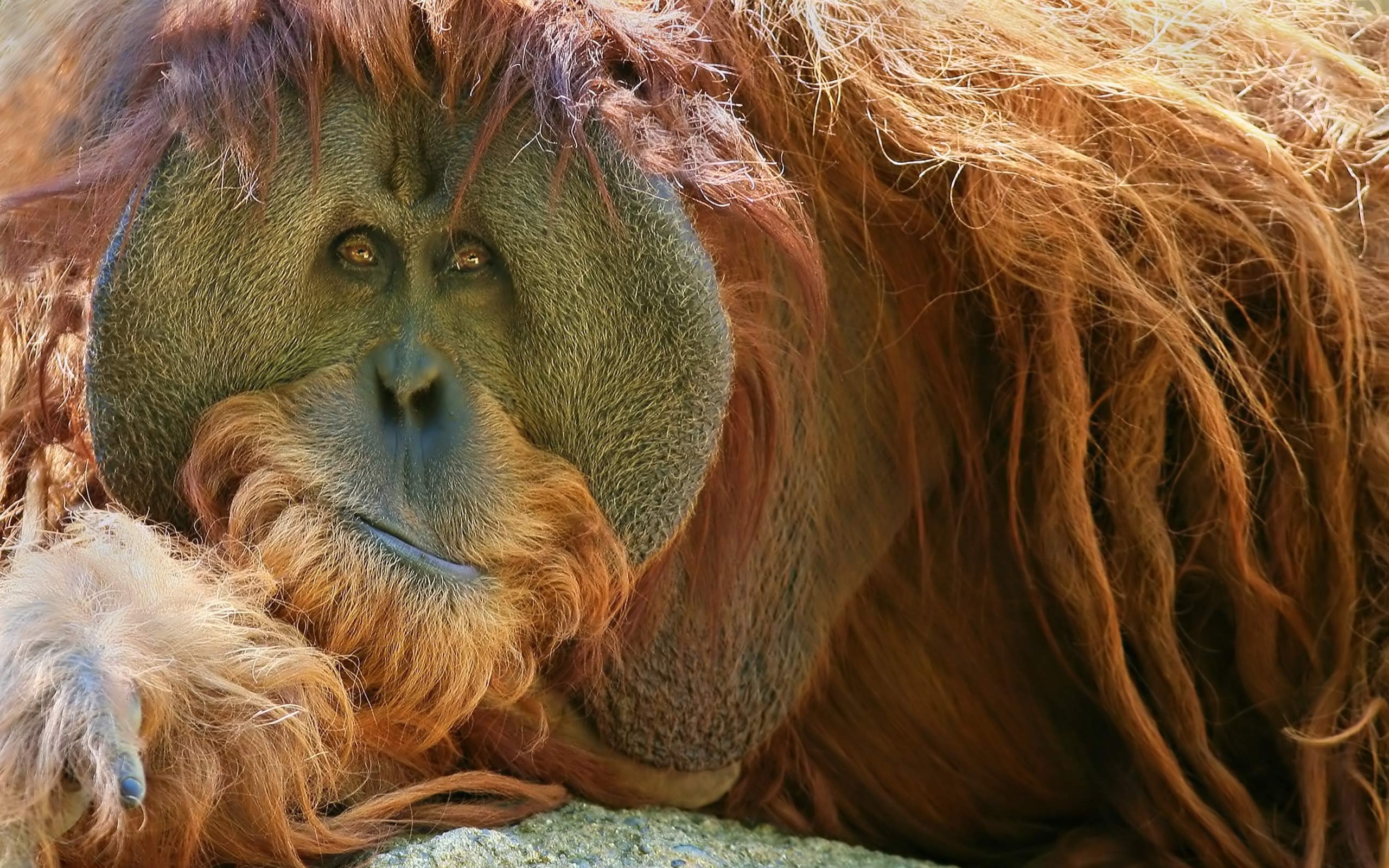 オランウータン, 壁紙, ジャングル, 動物画像