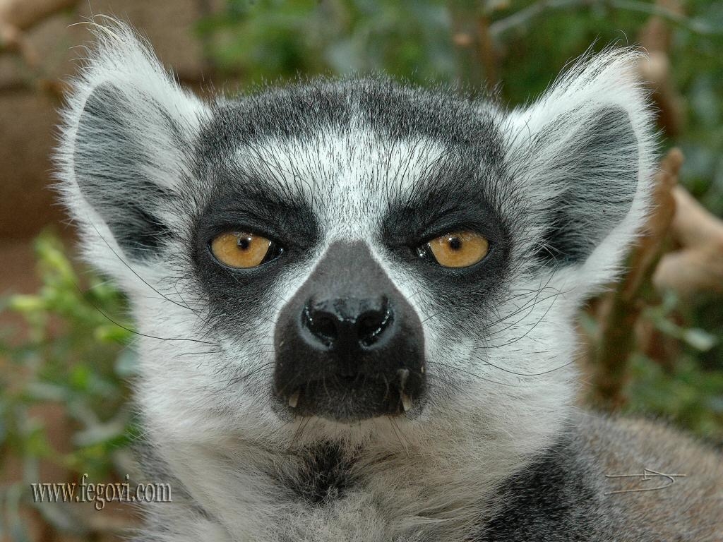 キツネザル、画像、動物、壁紙