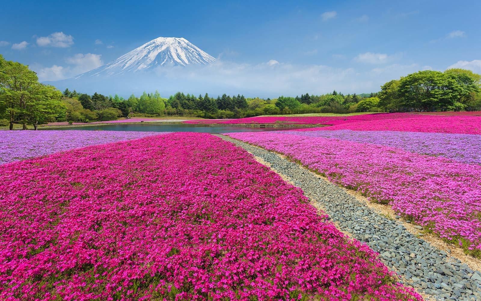 富士芝桜まつり, 日本の花祭り, 旅行, 現実的に見えない