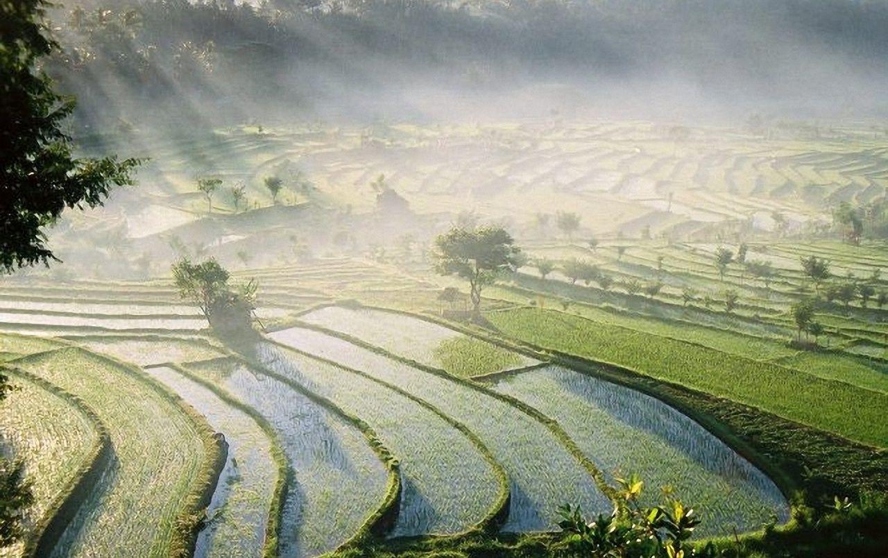 バリ島, ライスフィールド, 壁紙, 自然風景