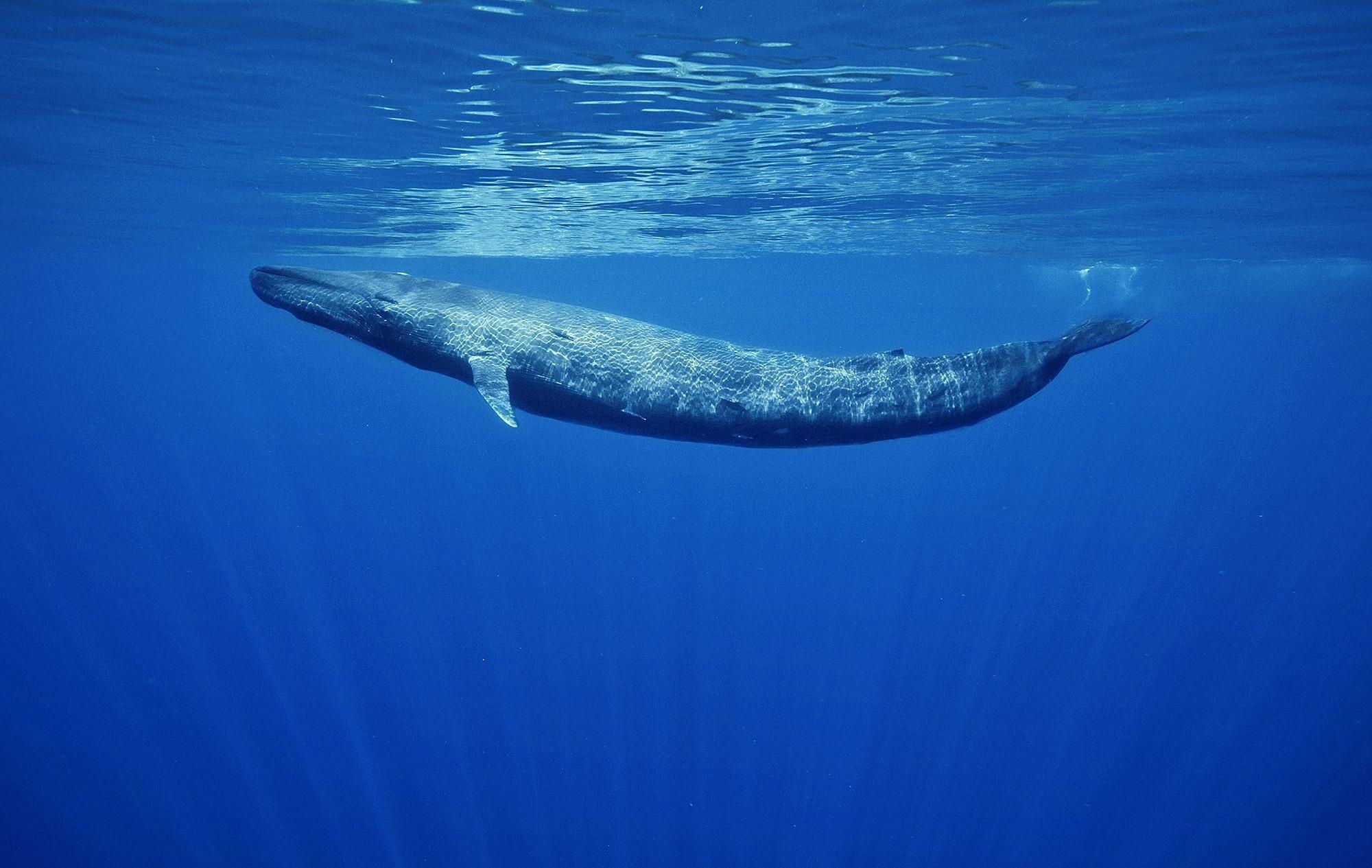 クジラ, 壁紙, 海洋, 自然, 動物