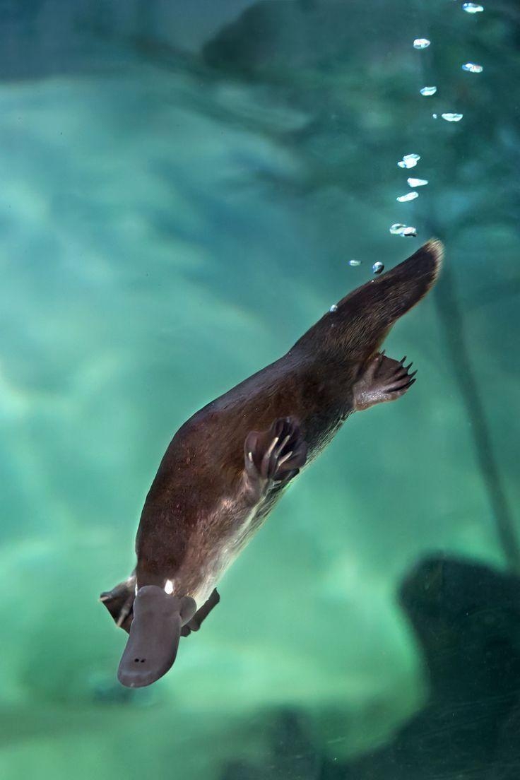 カモノハシ, アイデア, ペット, ベビー動物