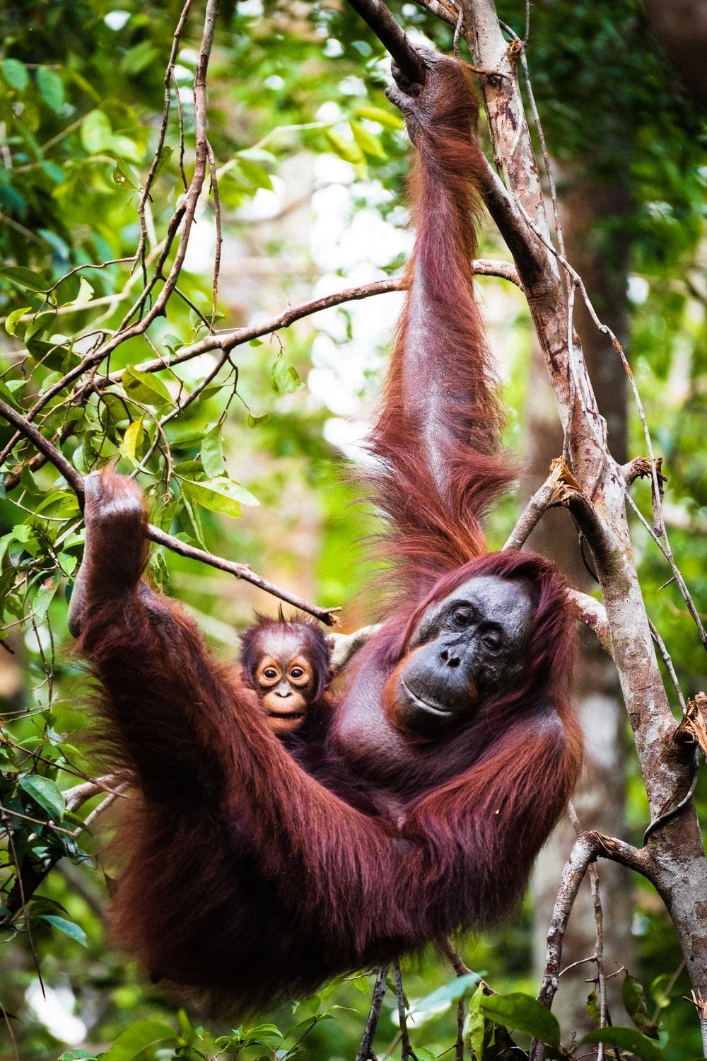 オランウータン, 画像ダウンロード, 無料, 野生の動物