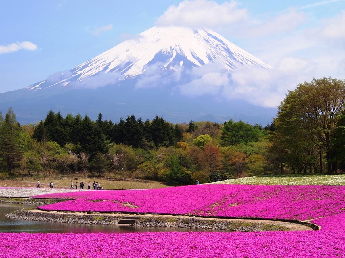 富士芝桜まつり, 花フェスティバル, 富士山, 新生活