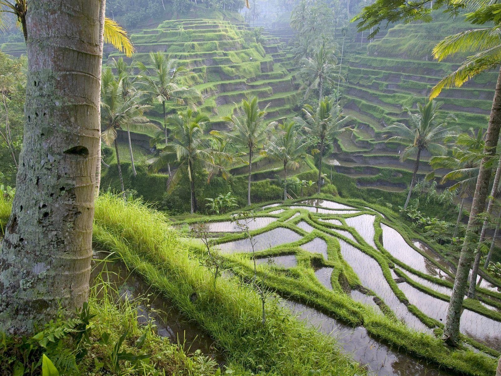 美しい緑のテラス, 写真, 壁紙, ウブド