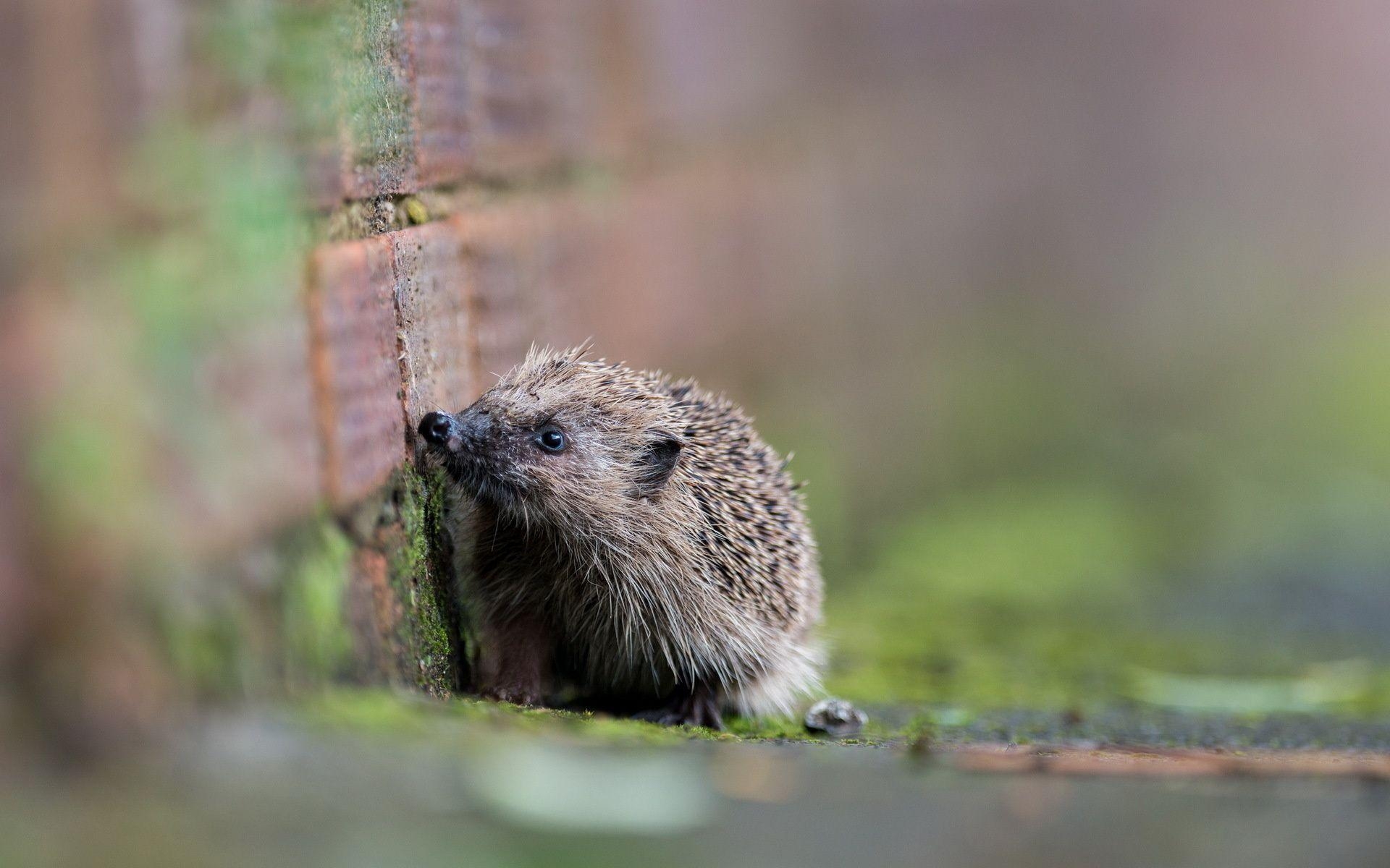 ハリネズミ、デスクトップ壁紙、可愛い動物