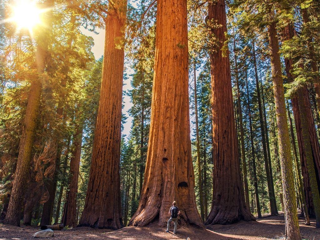 セコイア国立公園, キングスキャニオン国立公園, 自然, カリフォルニア, 観光