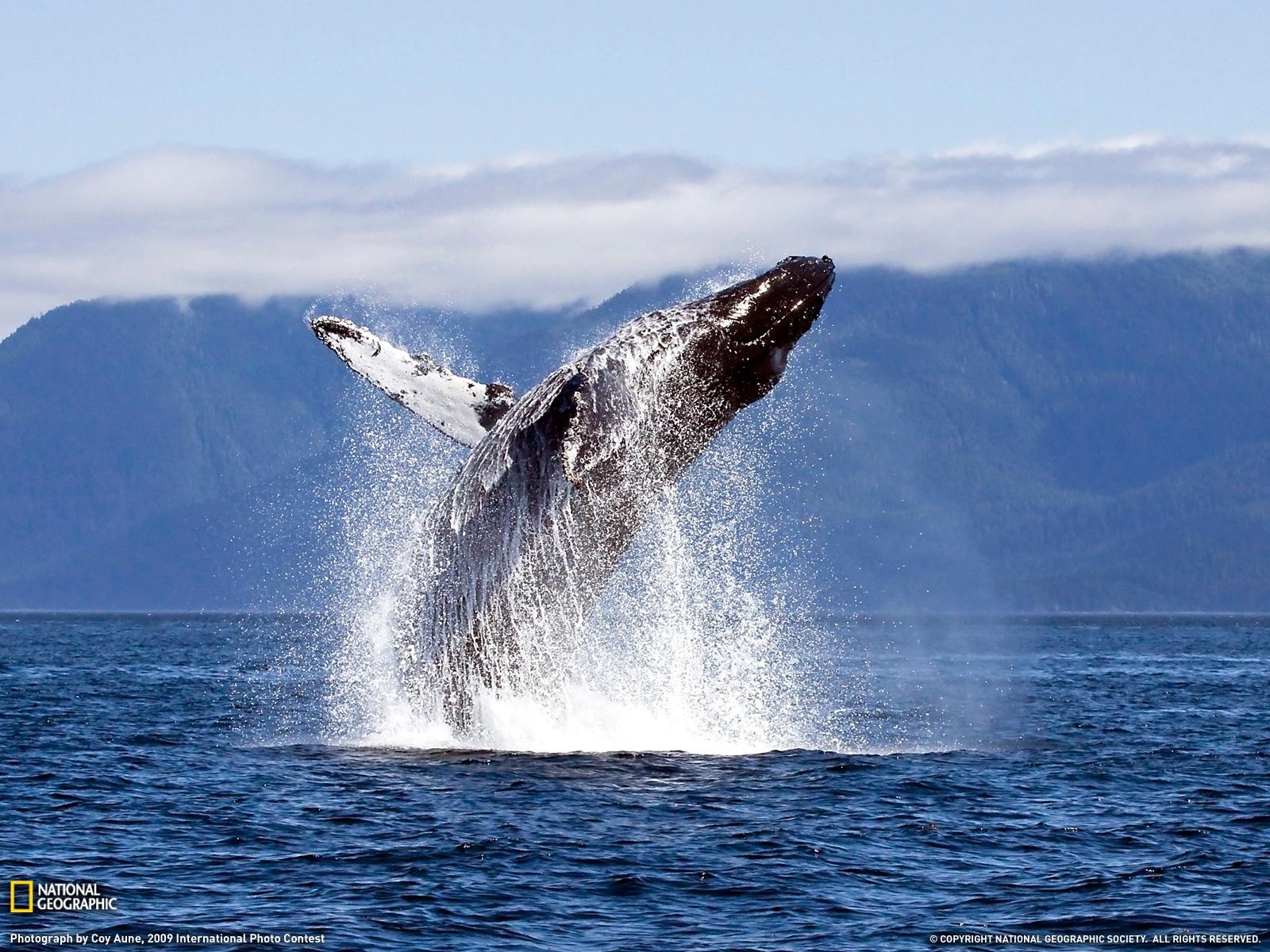 ザトウクジラ, ブリーチング, 壁紙, クジラジャンプ