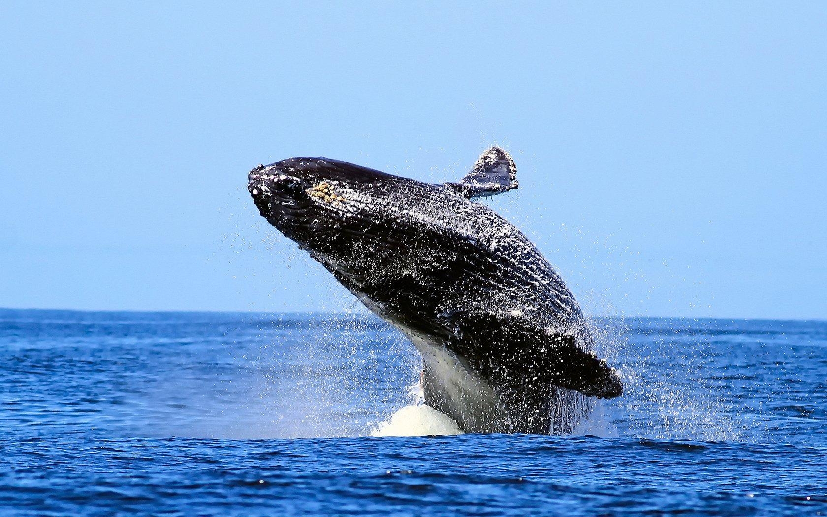 ザトウクジラ, HD壁紙, 海洋生物, 鯨