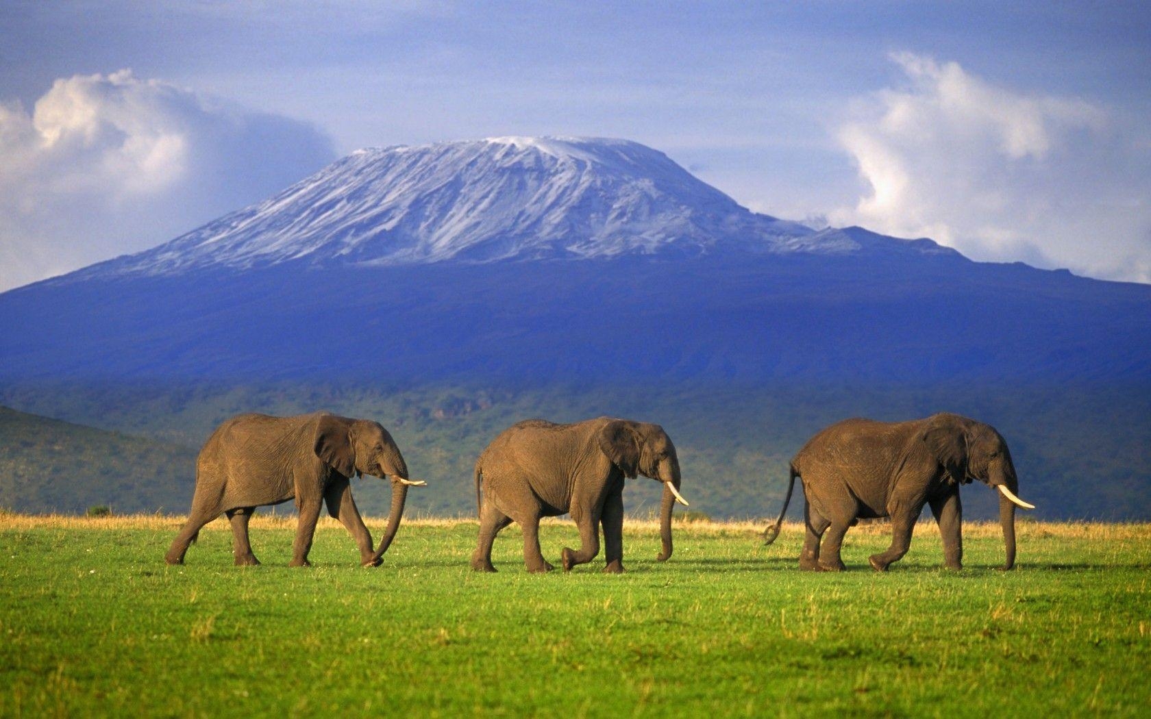 Mount Kilimanjaro, 目標, 登山, 自然