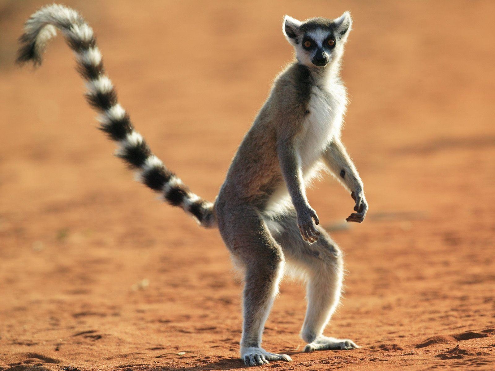 リングテールキツネザル、リピン、動物、壁紙