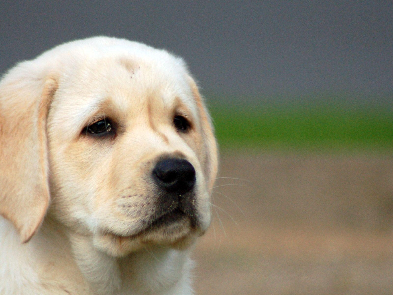 ラブラドール, 子犬, 壁紙, 可愛い