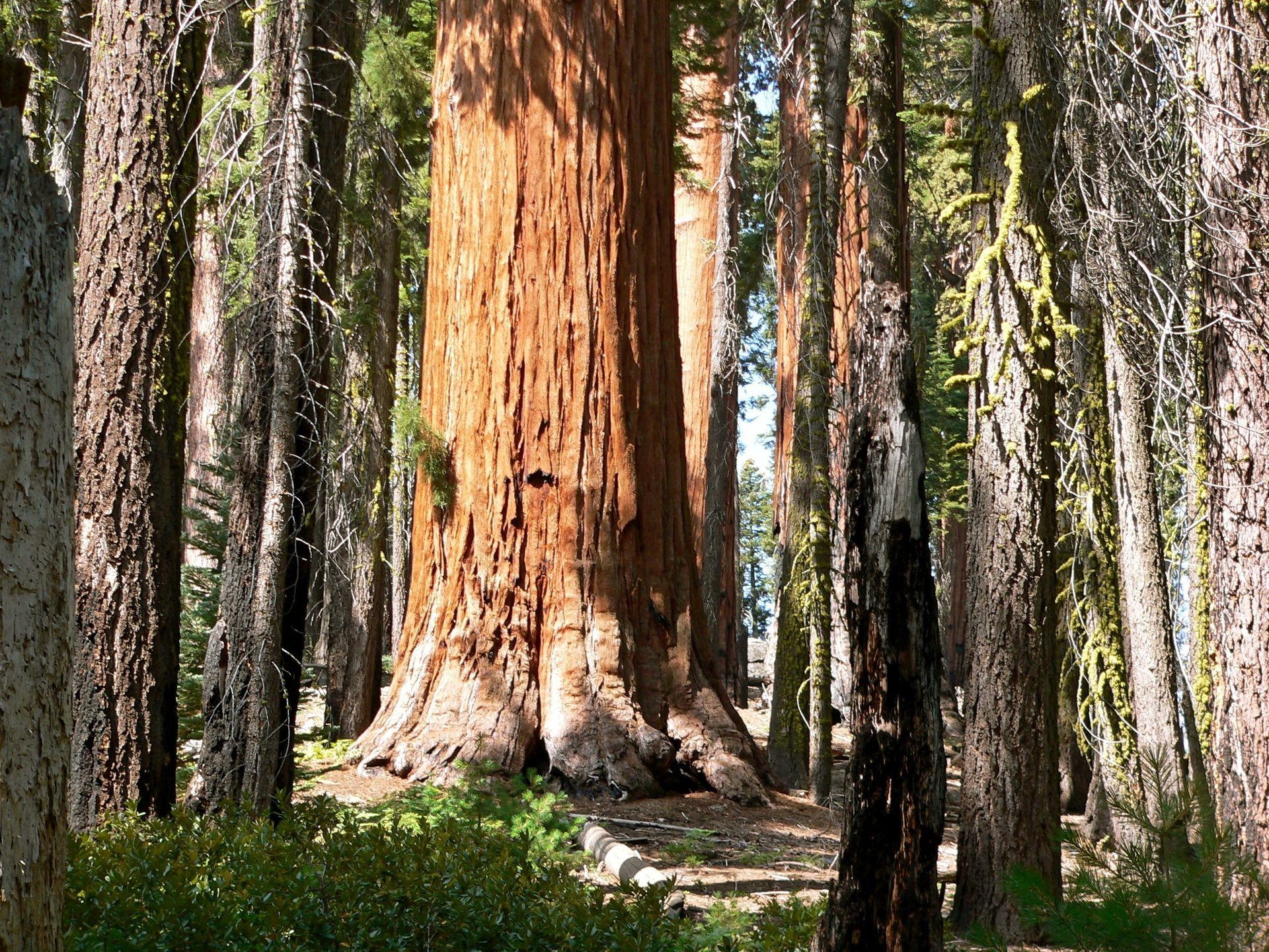 セコイア国立公園, カリフォルニア, 森林, 自然