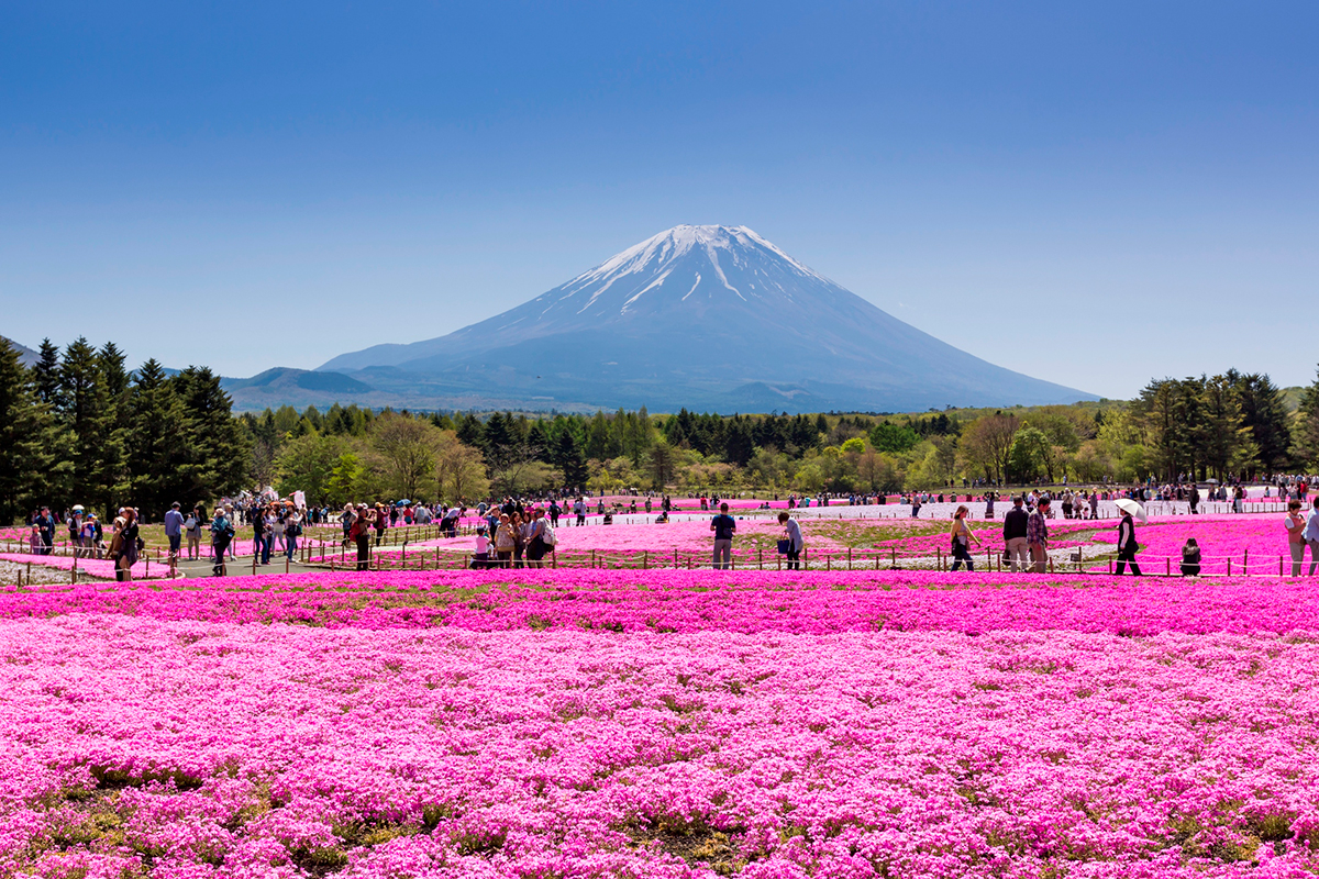 富士芝桜まつり, 芝桜の花畑, 美しい風景, モス