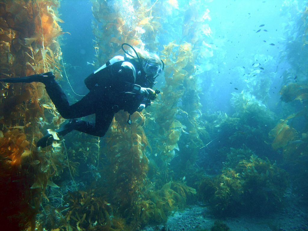 ダイビング、チャネル諸島、魅惑の海、冒険