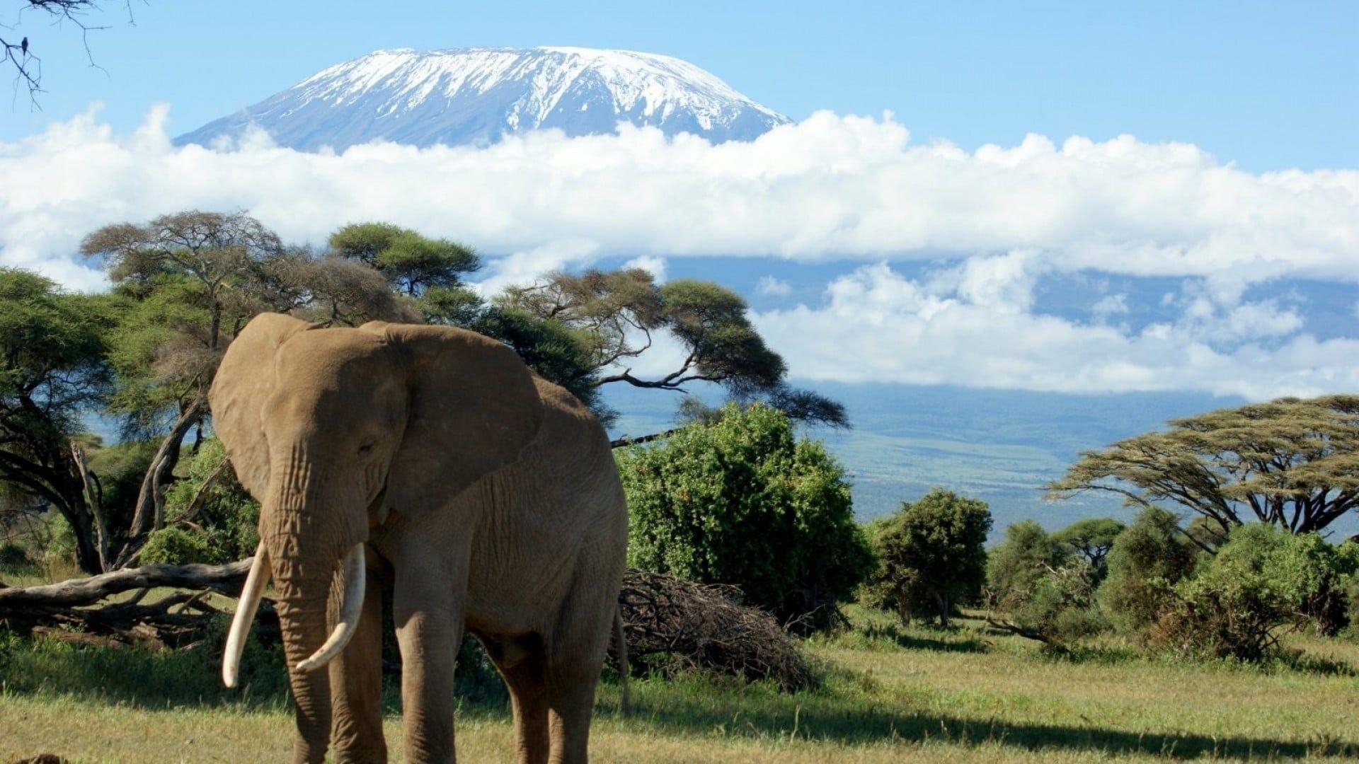 キリマンジャロ, 自然, Mount Kilimanjaro, HD壁紙