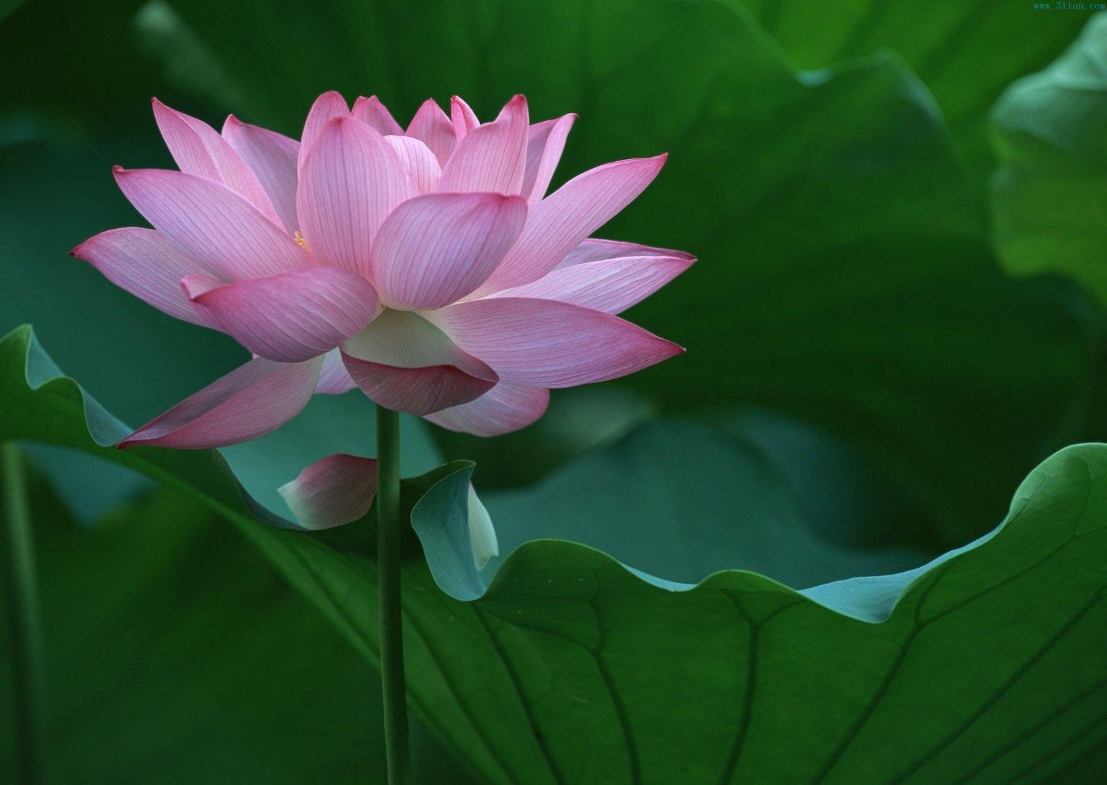 ロータスフラワー, ピンクの花, 可愛らしい, コンピュータ用